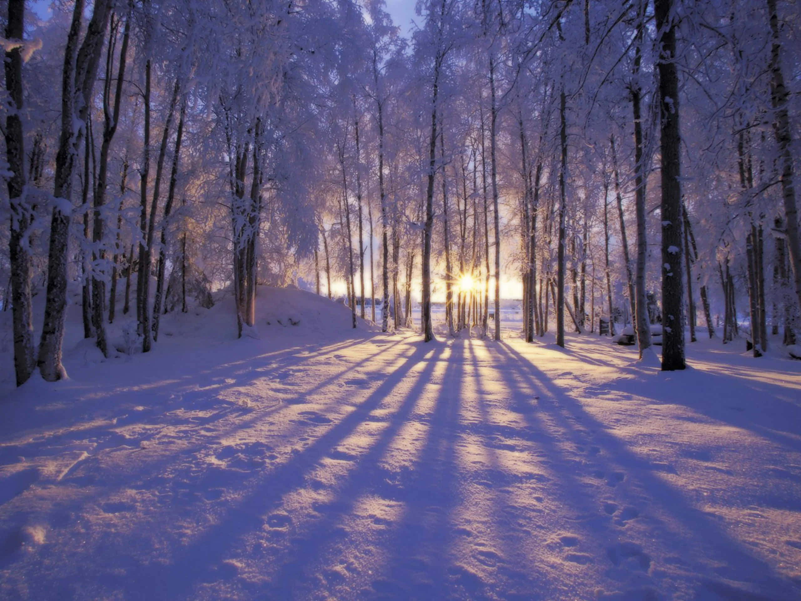 Forest Sunset, Winter Scenery, snow-laden trees, 2K Desktop Wallpaper