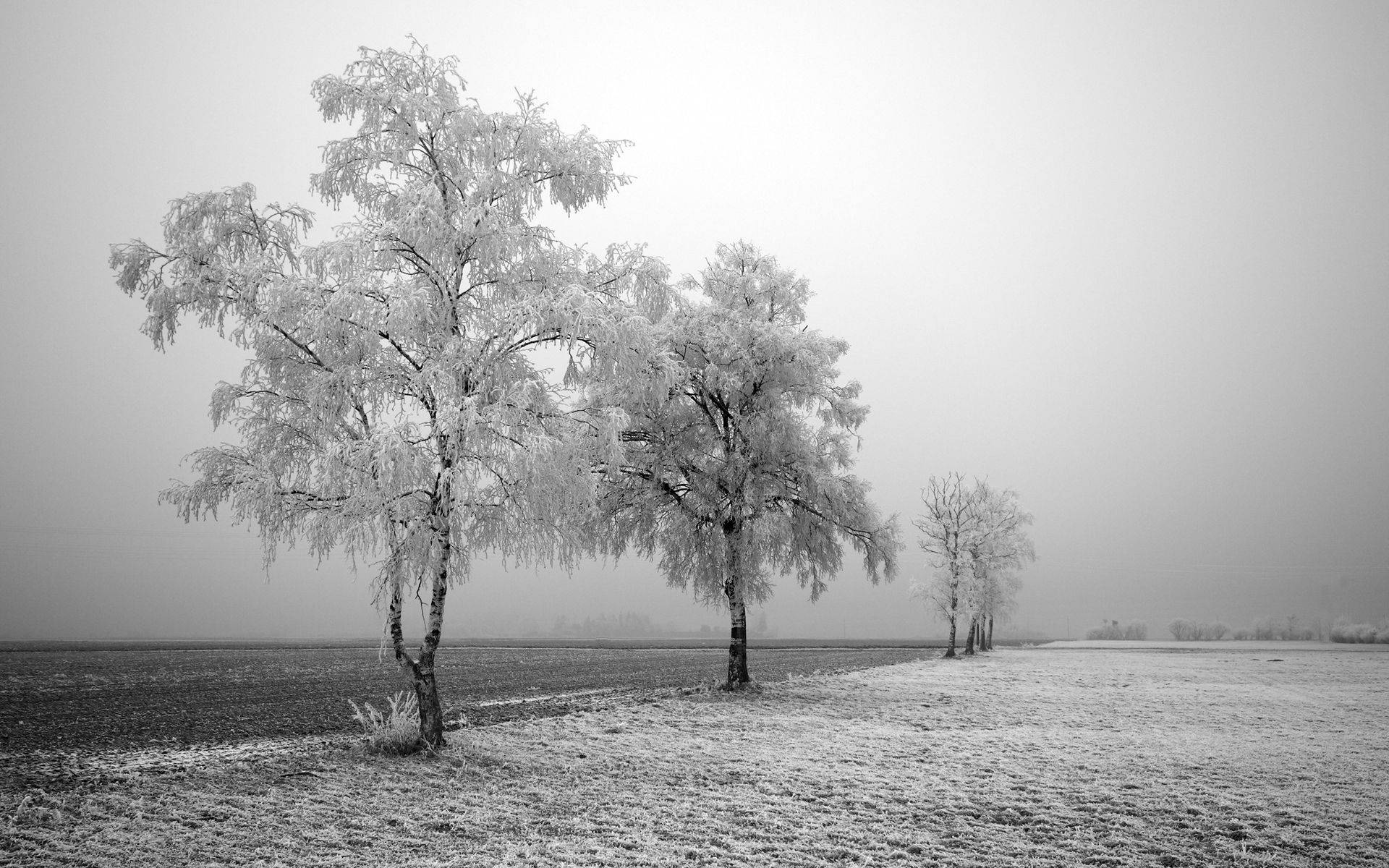 greyscale, icy trees, winter landscape, Full HD Desktop Wallpaper