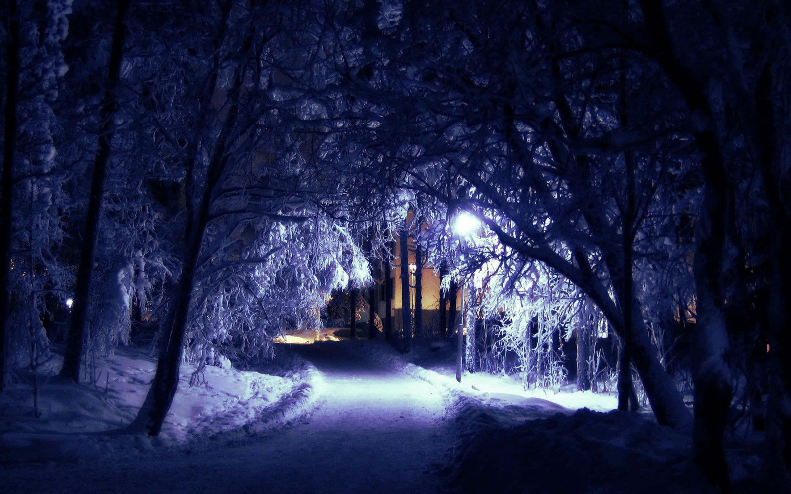 Winter Night Desktop, snowy forest path, night, 2K Desktop Wallpaper