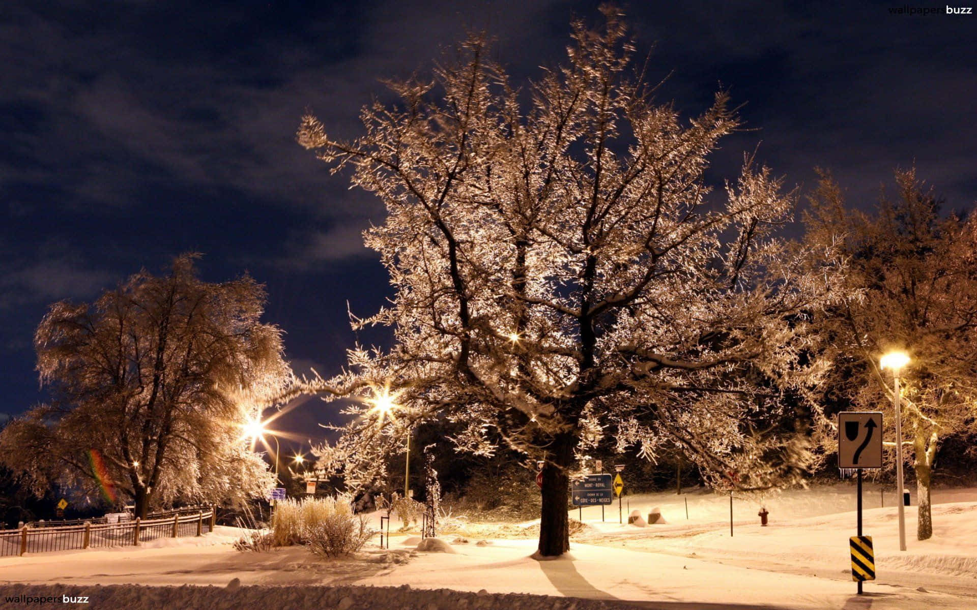 winter night, snow-covered tree, streetlights, Full HD Desktop Wallpaper