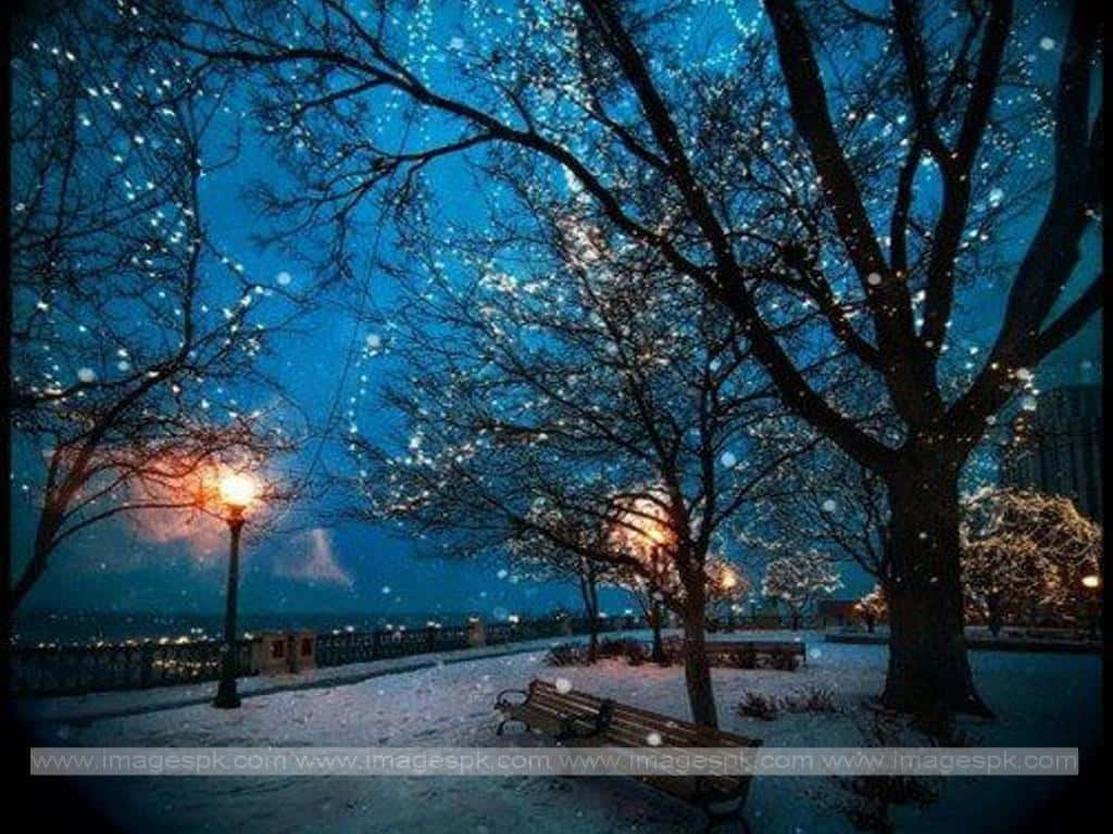 snow-covered winter night, snowflakes, bare trees, SD Desktop Wallpaper
