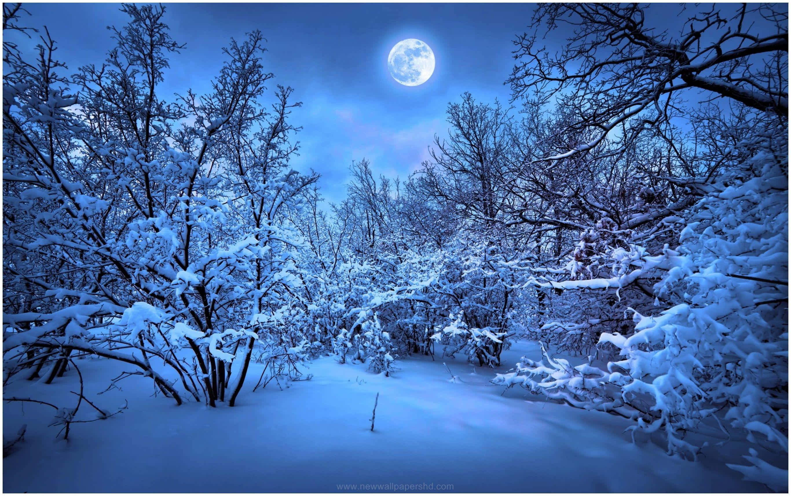 Winter Night Desktop, full moon, winter forest, 2K Desktop Wallpaper