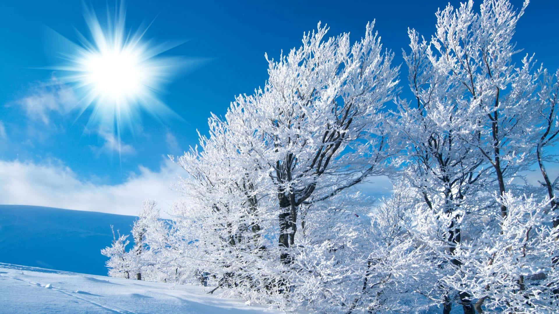 winter landscape, snow-covered trees, bright sun, Full HD Desktop Wallpaper