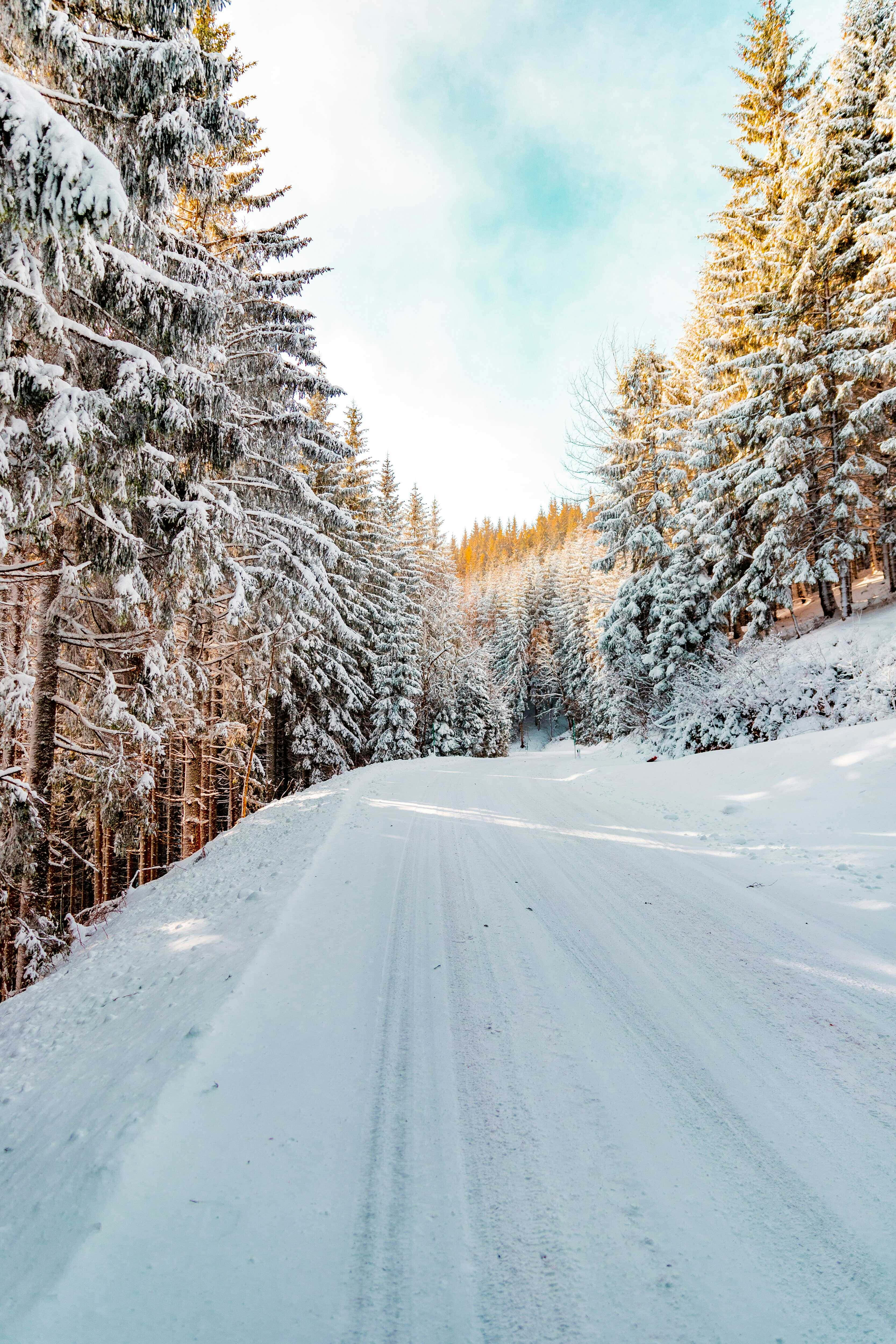 snowy forest road, snow-laden evergreen trees, bright winter sky, 4K Phone Wallpaper