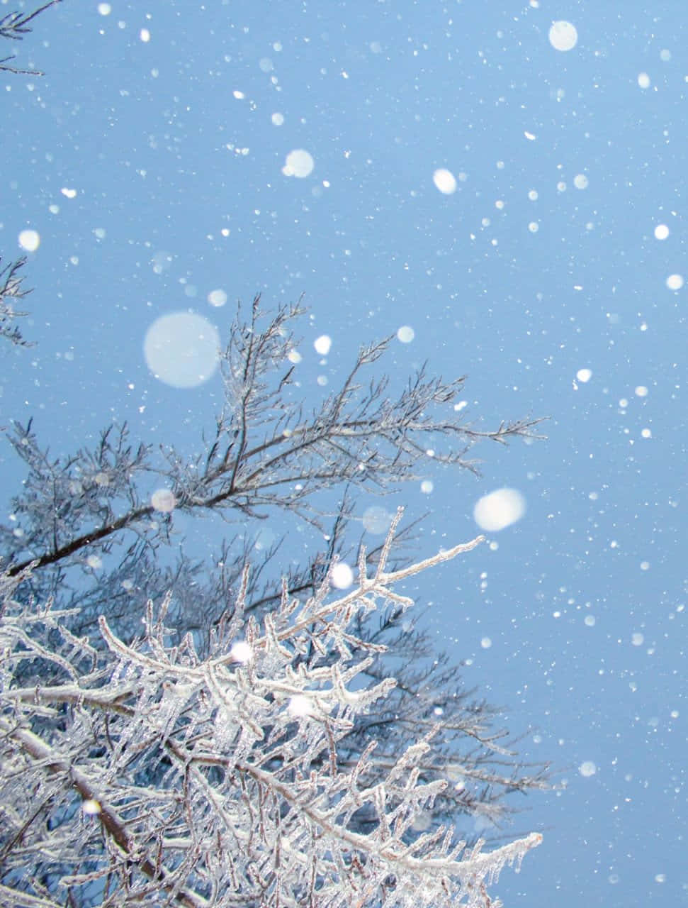 Winter, snowfall, tree branches, HD Phone Wallpaper