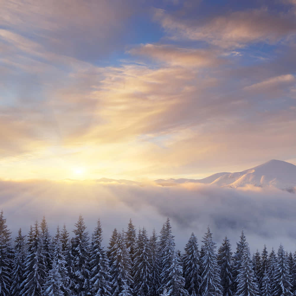 Winter Sunrise, snowy forest, snowcapped mountains, SD Desktop Wallpaper