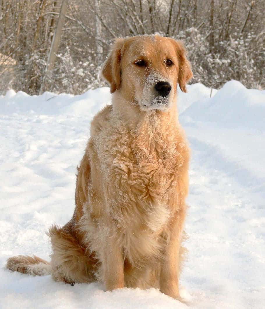 golden retriever, snowy woods, deep snow, SD Phone Wallpaper