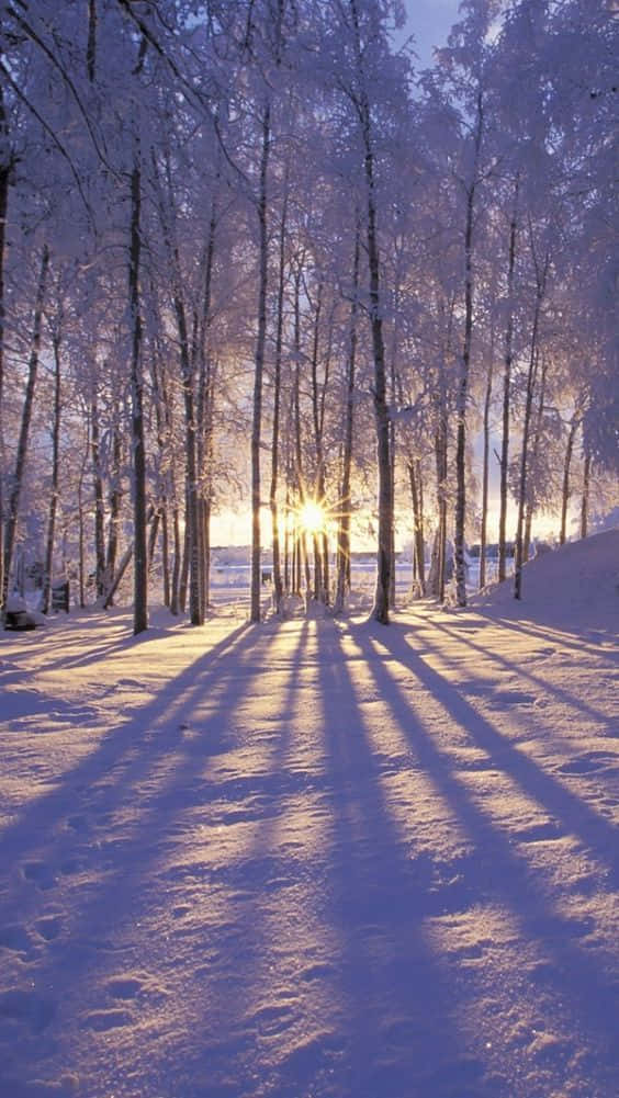 Winter Photography, snow-dusted trees, serene winter forest floor, SD Phone Wallpaper