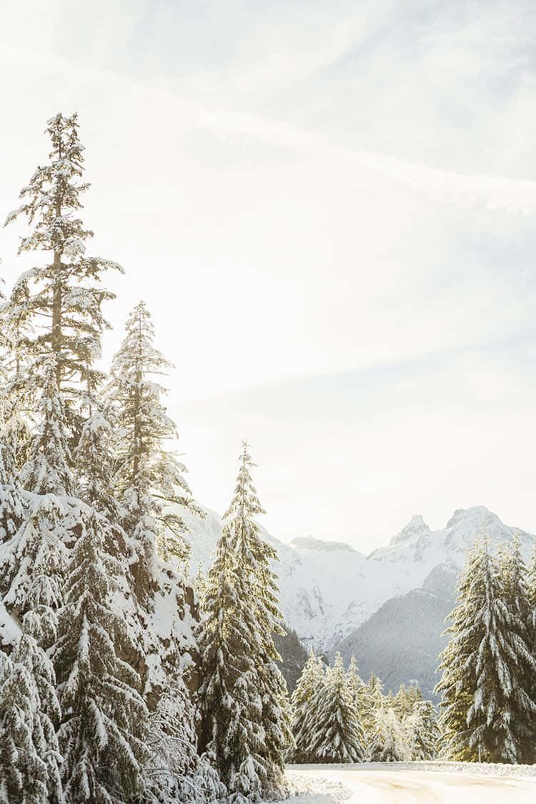 Winter Photography, snow, tall pine trees, SD Phone Wallpaper
