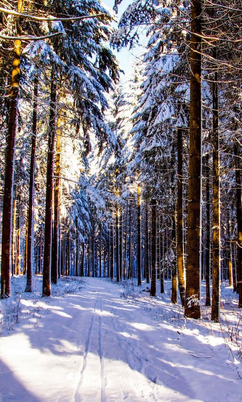 snow-covered pathway, winter wonderland, sunlight, HD Phone Wallpaper