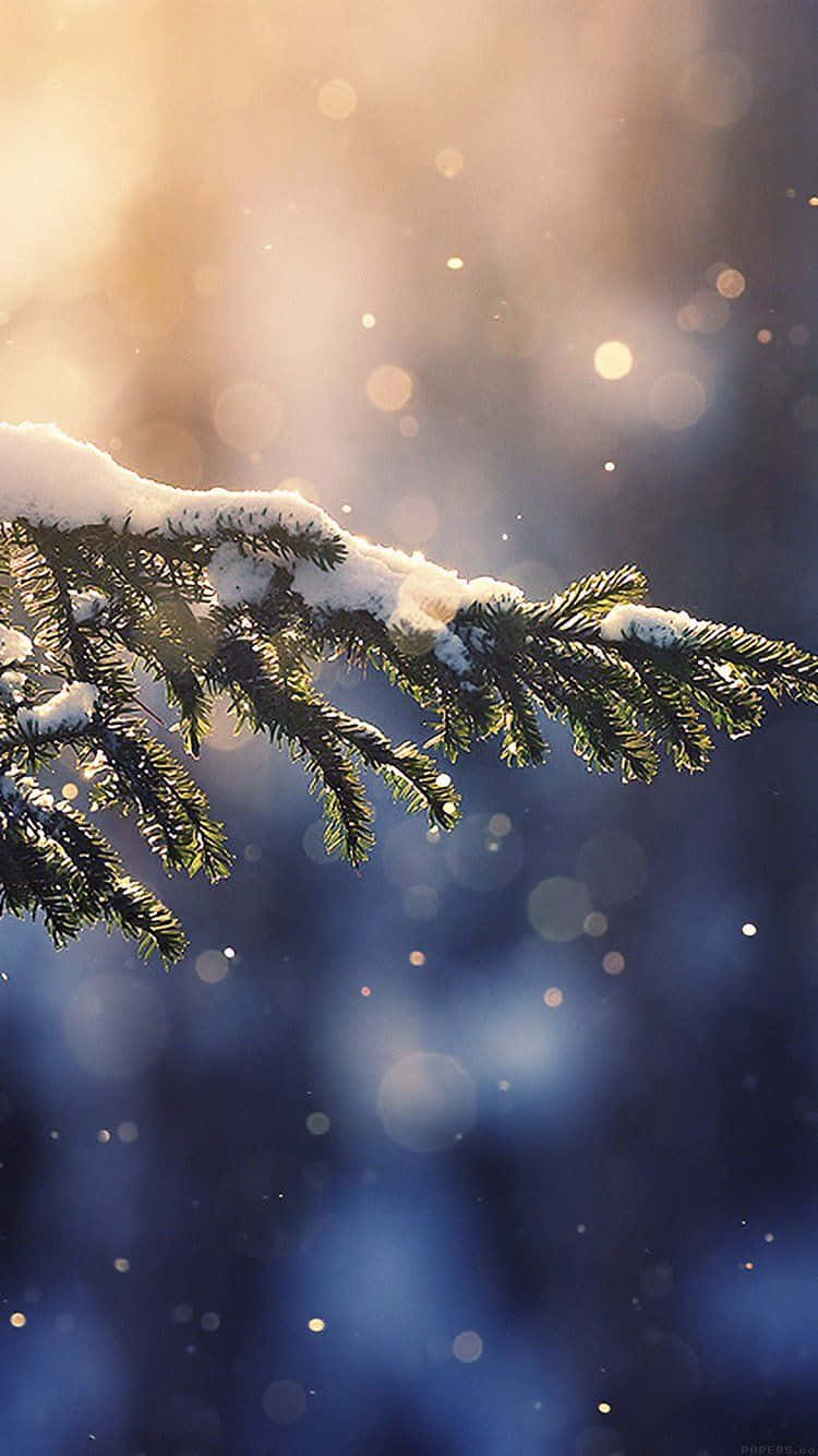 winter photography, snow-dusted pine branch, warm golden sunlight, HD Phone Wallpaper