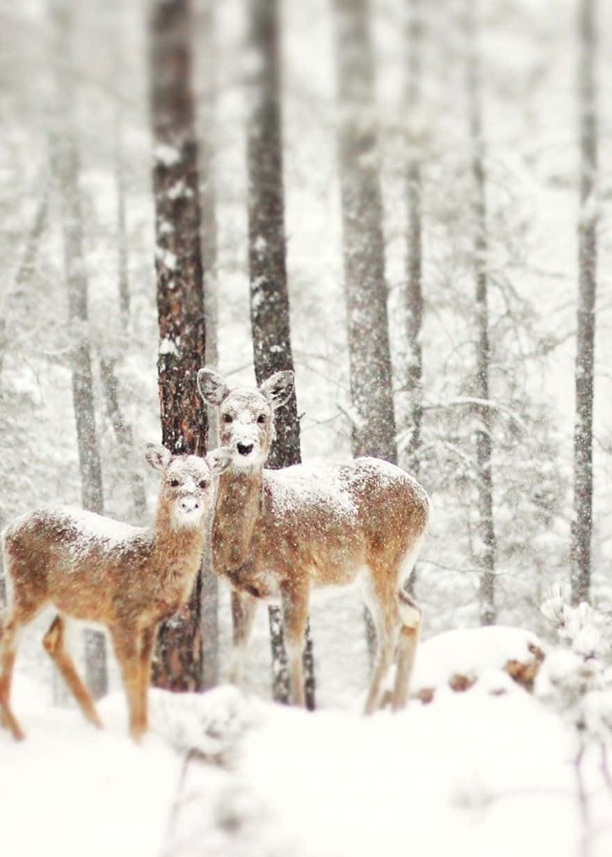 Winter Photography, deer, snowy forest, SD Phone Wallpaper