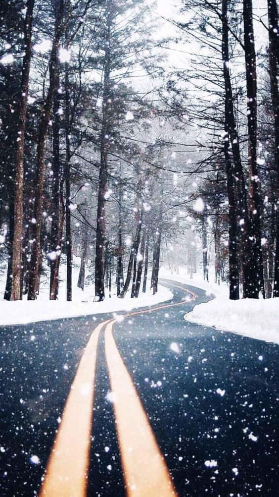 winter photography, snowy road, dense forest, SD Phone Wallpaper