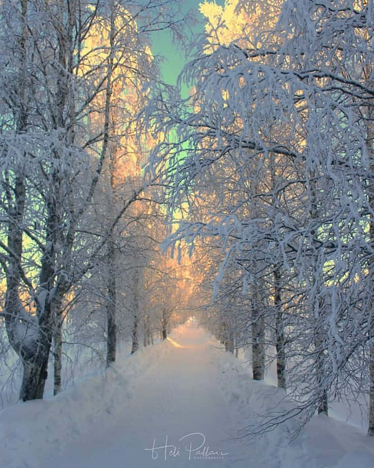 snow-covered forest path, golden sunlight, frost-laden branches, SD Phone Wallpaper