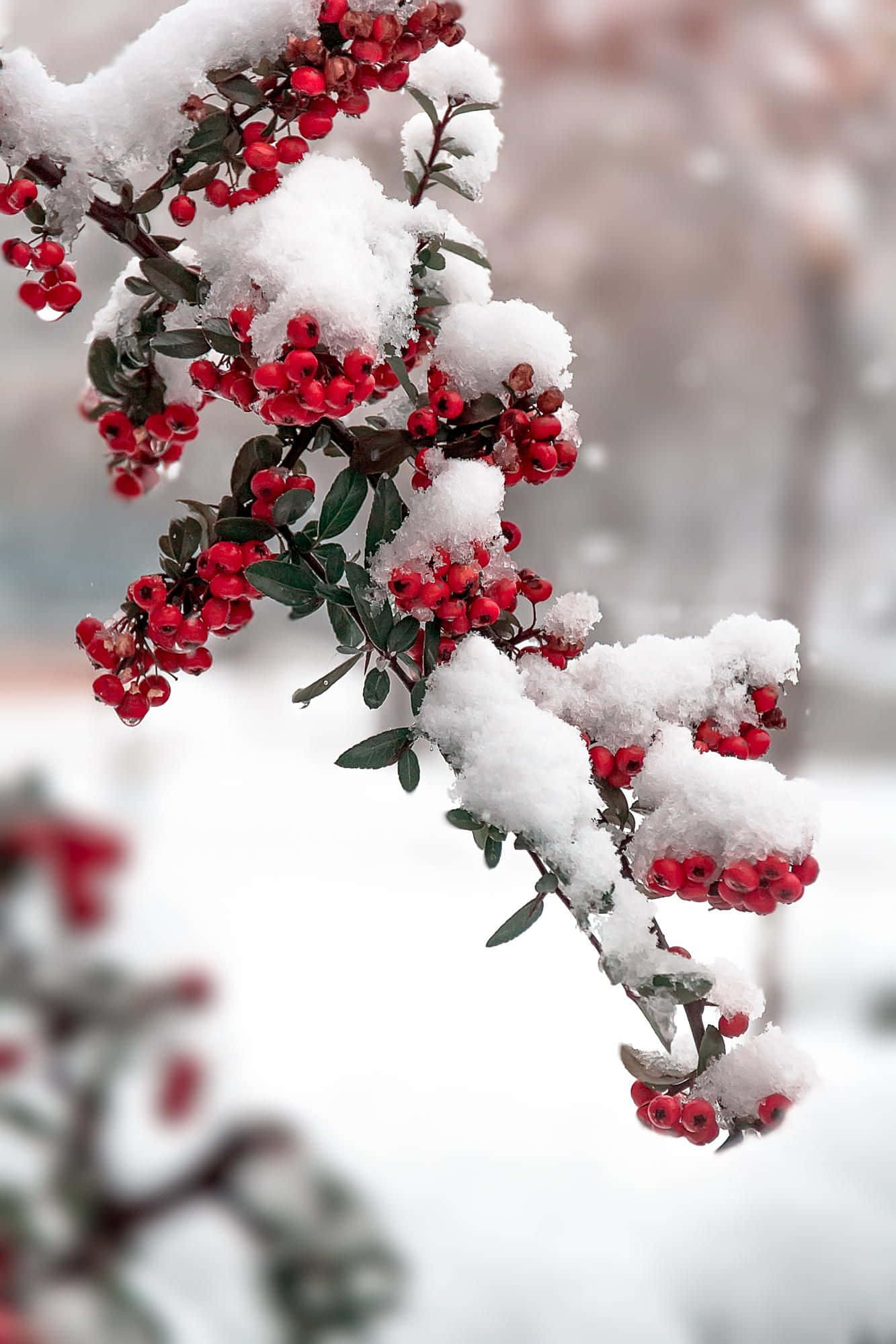 Winter Photography, vibrant red berries, snow-dusted branches, Full HD Phone Wallpaper