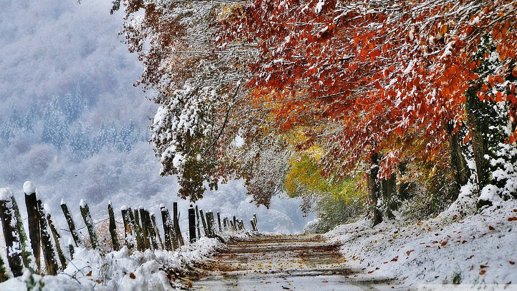 orange trees, snowy path, forest, Full HD Desktop Wallpaper