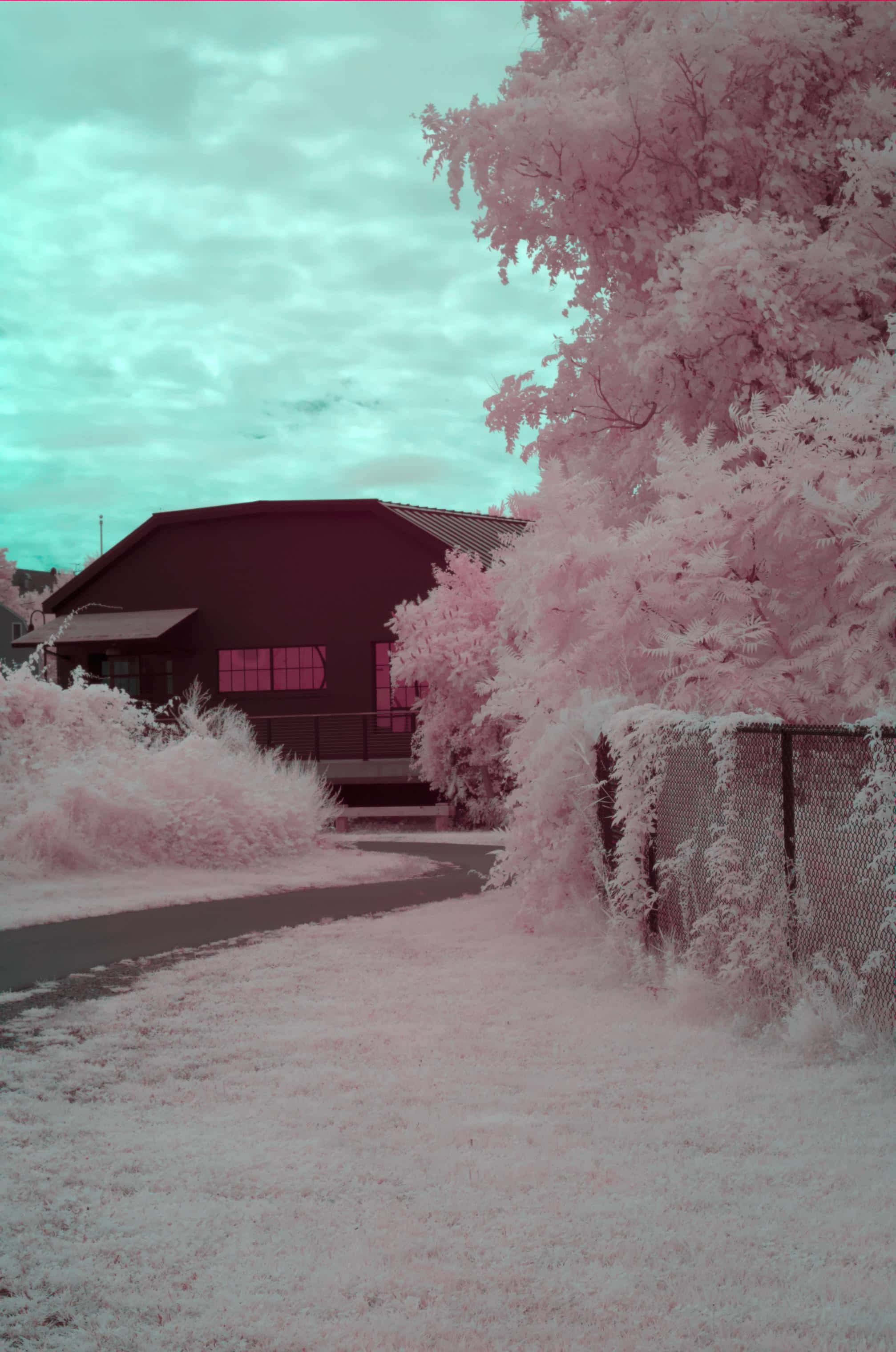 pink trees, snowy ground, teal sky, 2K Phone Wallpaper