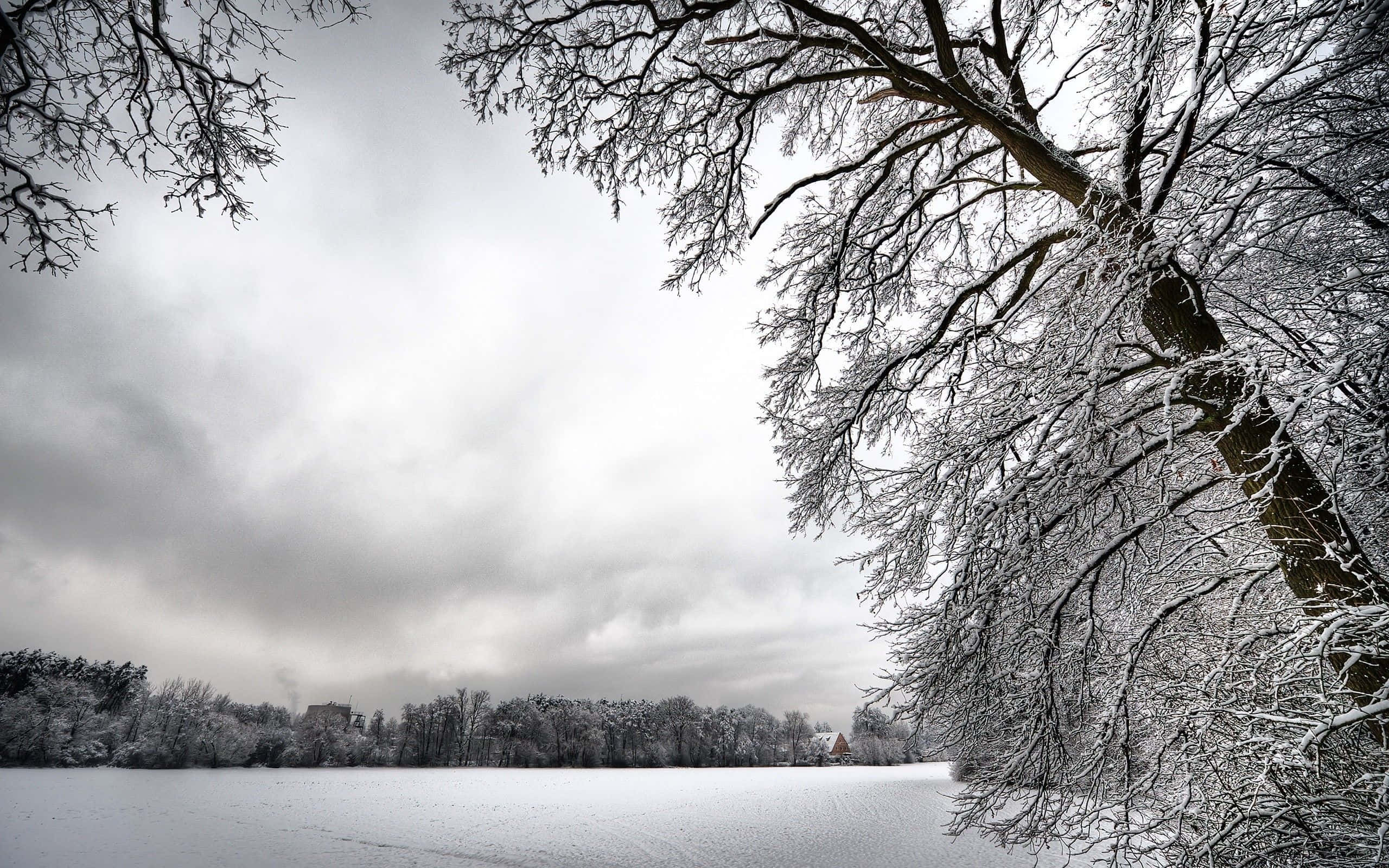 winter scenery desktop, frozen lake, frost-laden tree branches, 2K Desktop Wallpaper