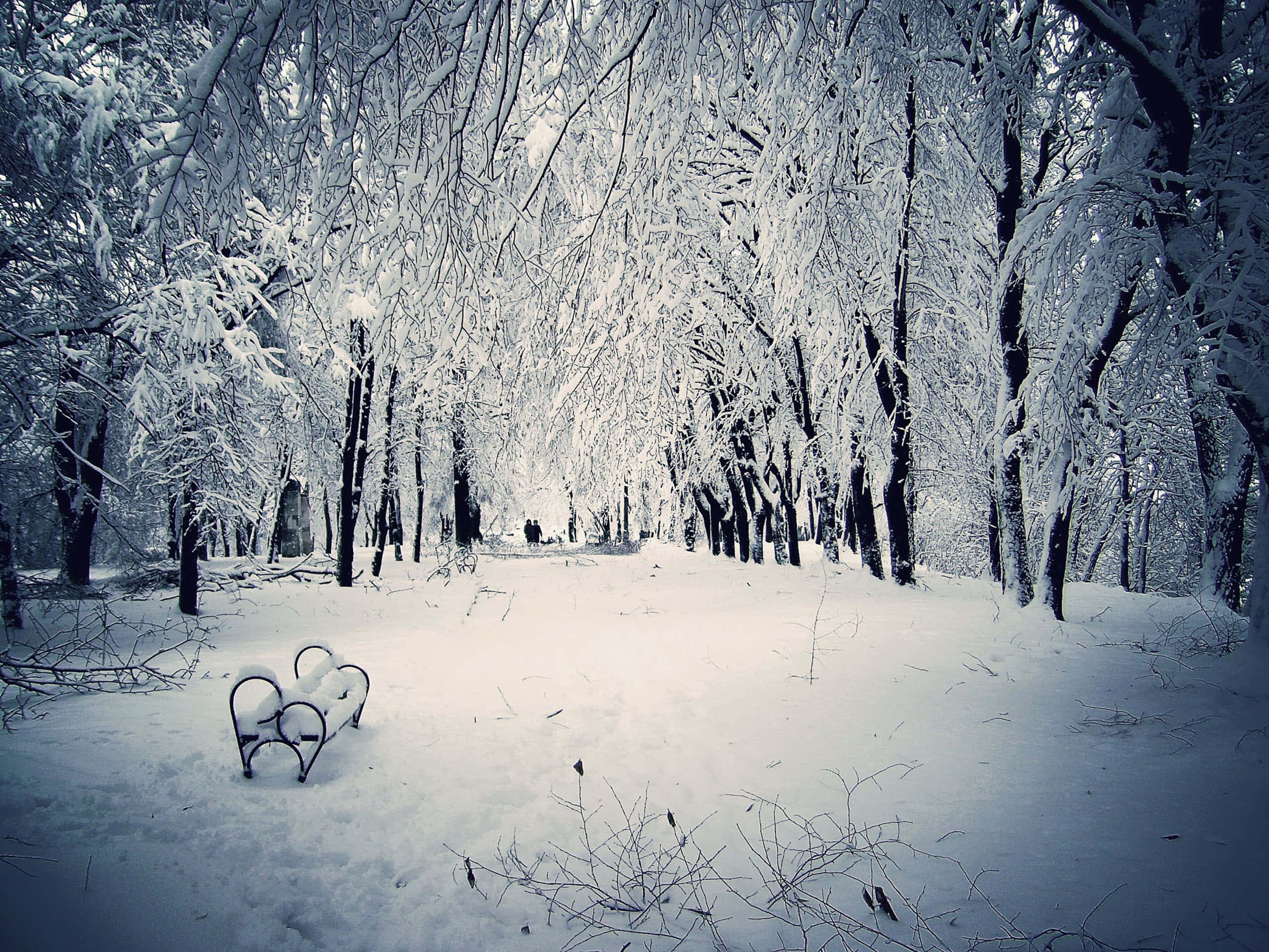 Lone Bench, snow-covered park bench, frost-laden trees, 2K Desktop Wallpaper