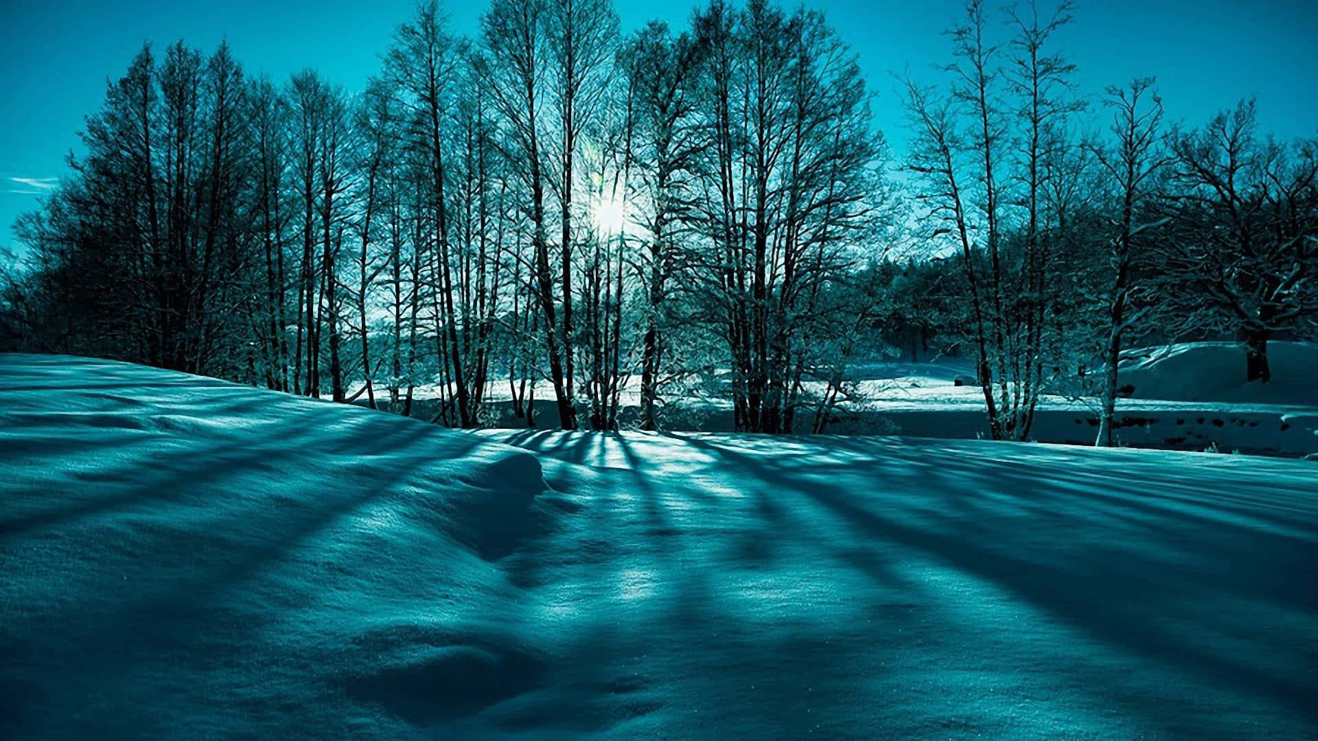 Teal Effect, winter trees, snow-covered field, Full HD Desktop Wallpaper