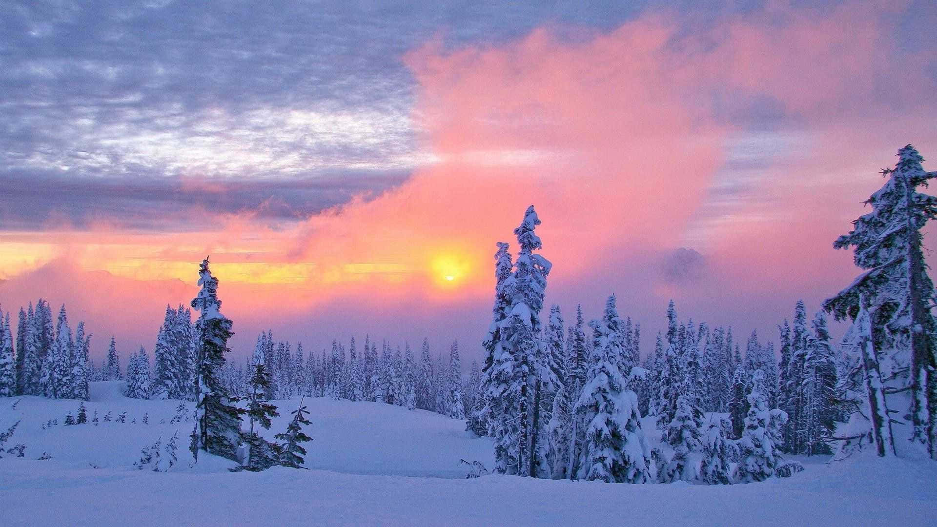 winter scenery desktop, 1920 x 1080, snow-covered pine trees, Full HD Desktop Wallpaper