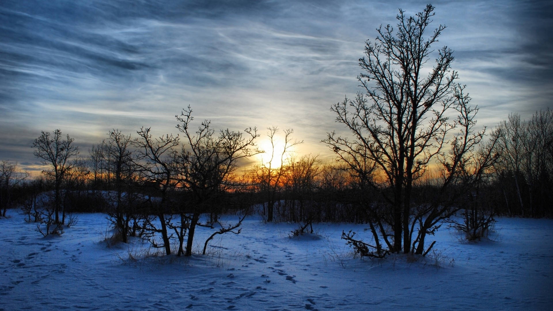 stunning trees, 1920x1080, winter desktop, Full HD Desktop Wallpaper