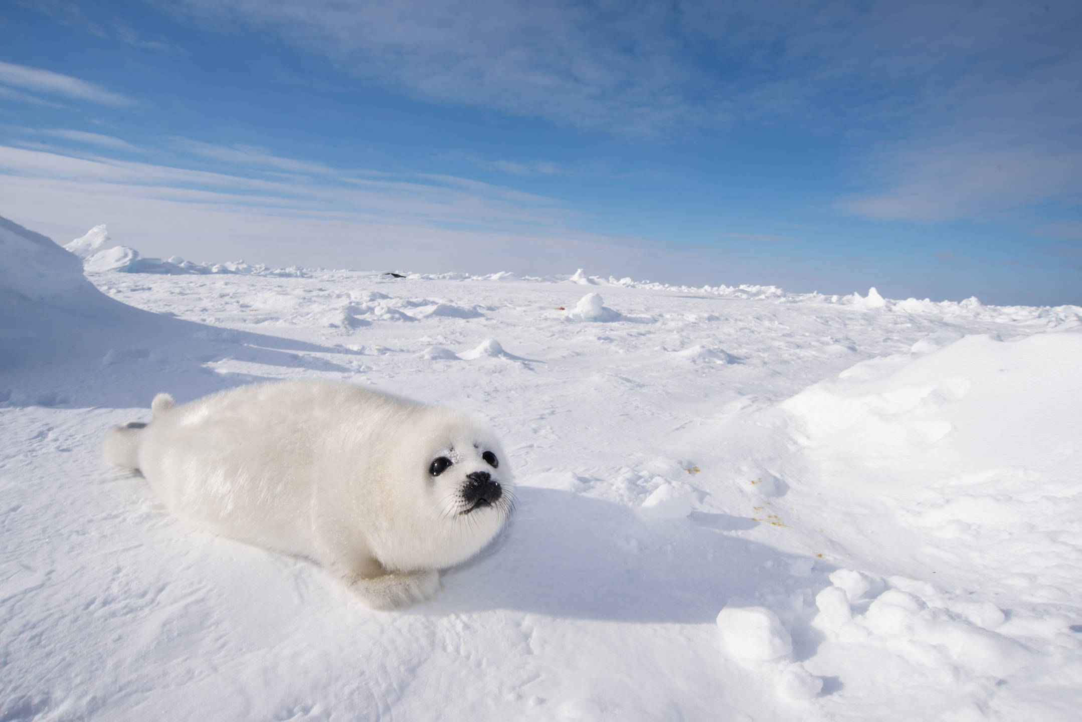 Winter Season, harp seal, snowy ice, Full HD Desktop Wallpaper