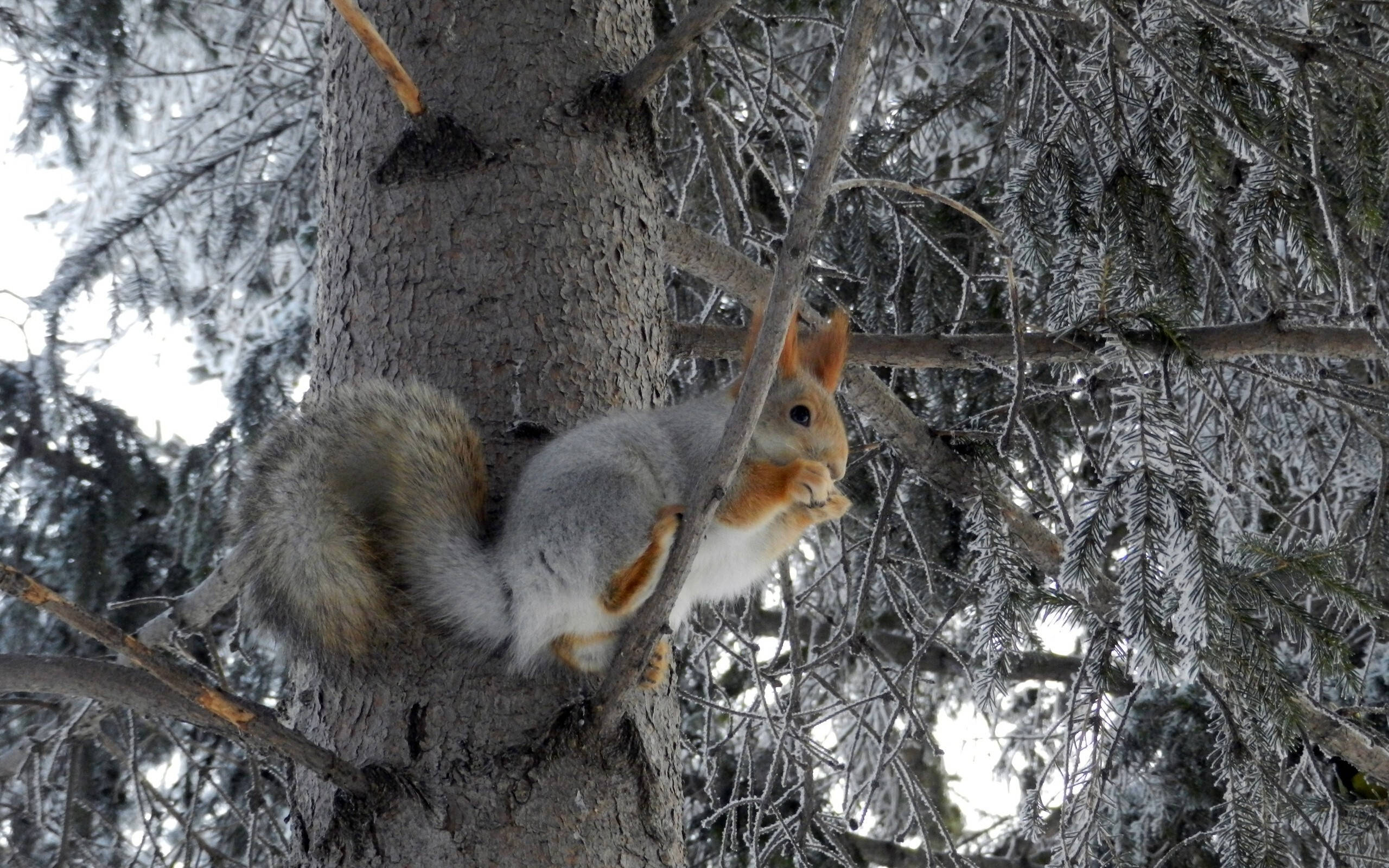 winter season, red squirrel, frost-covered tree branch, 2K Desktop Wallpaper
