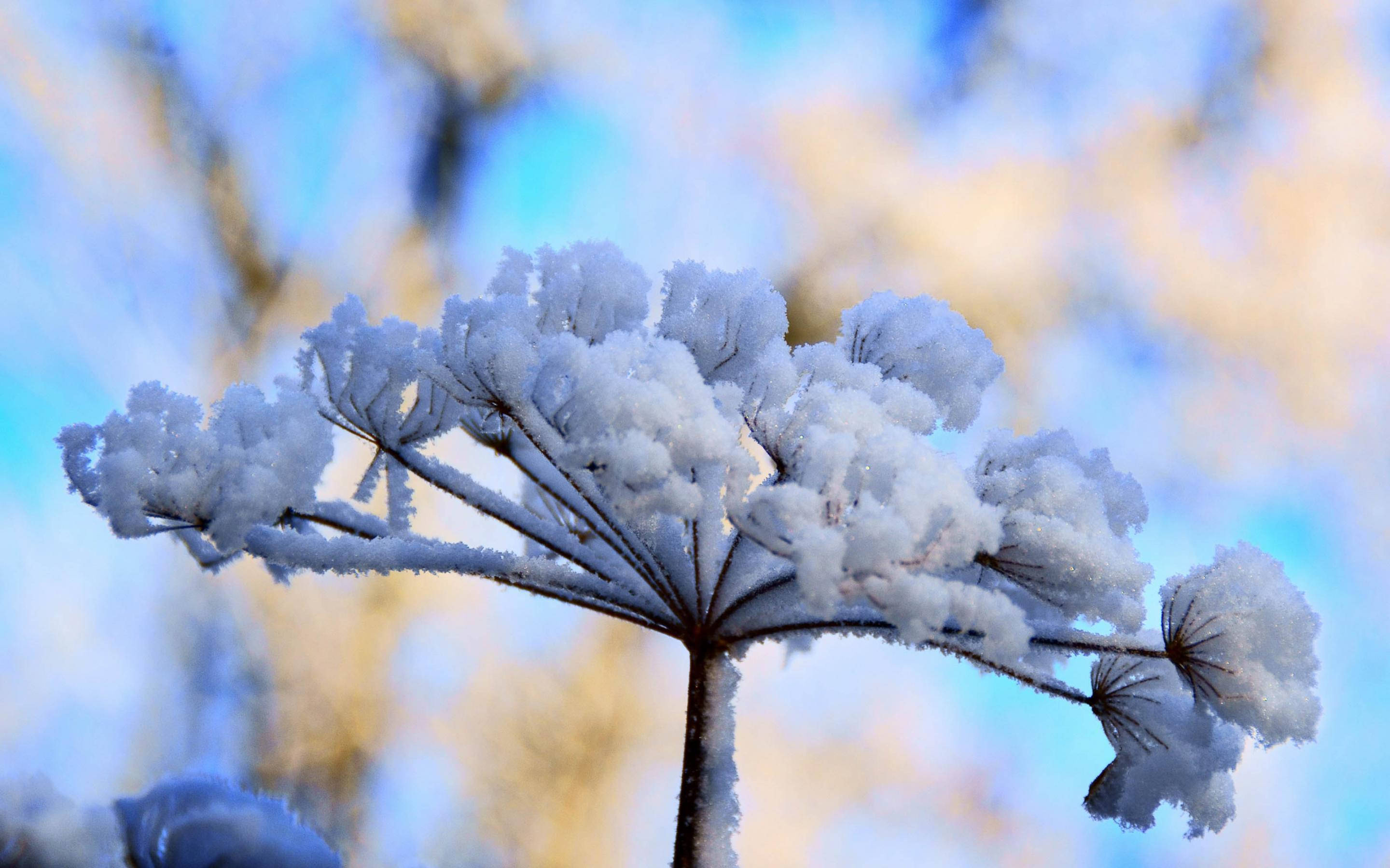 Winter Season, Persian Hogweed, frost-covered plant, 2K Desktop Wallpaper