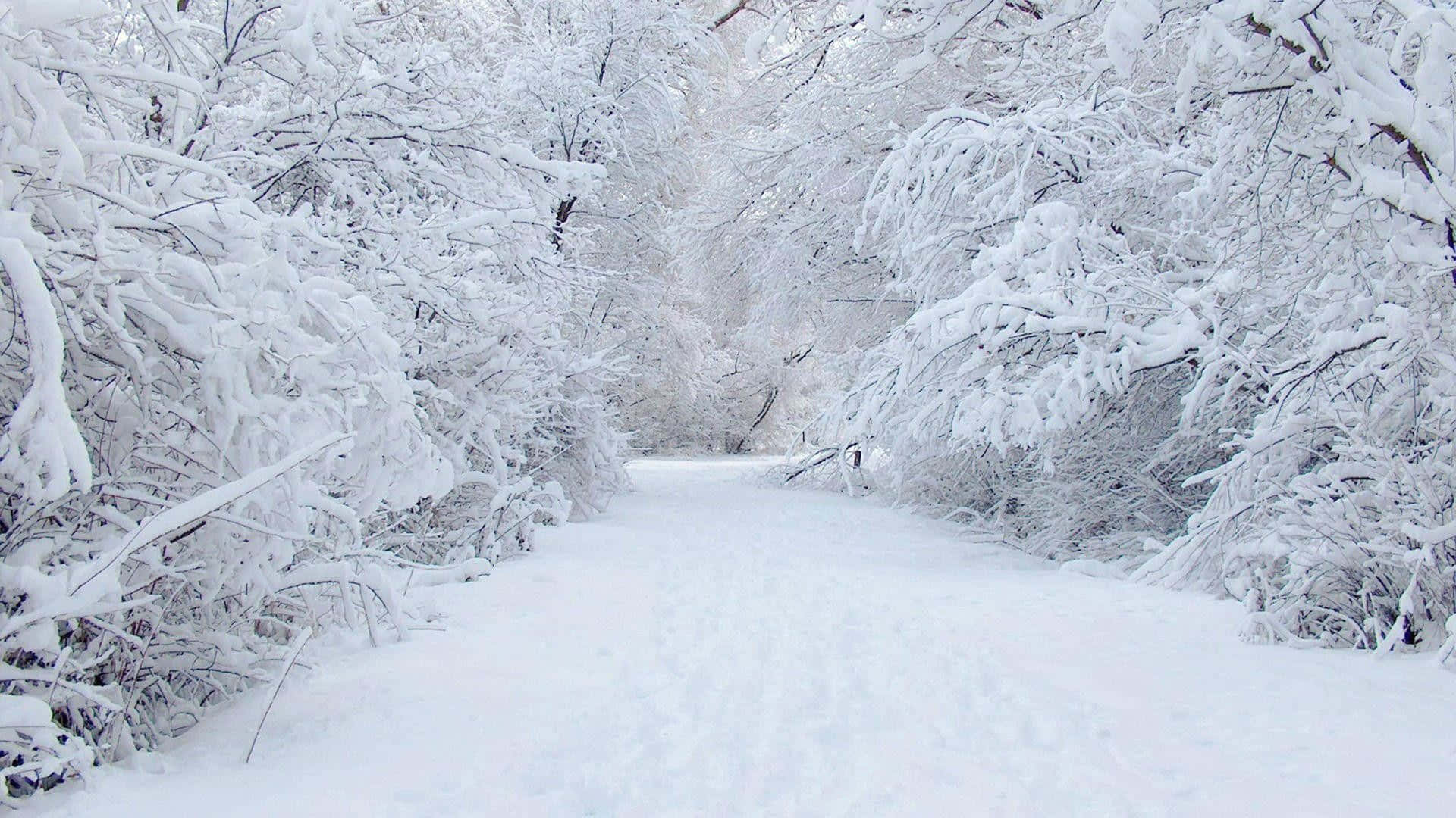 Winter Snow Desktop, snow-covered forest path, trees heavily laden with pristine white snow, Full HD Desktop Wallpaper