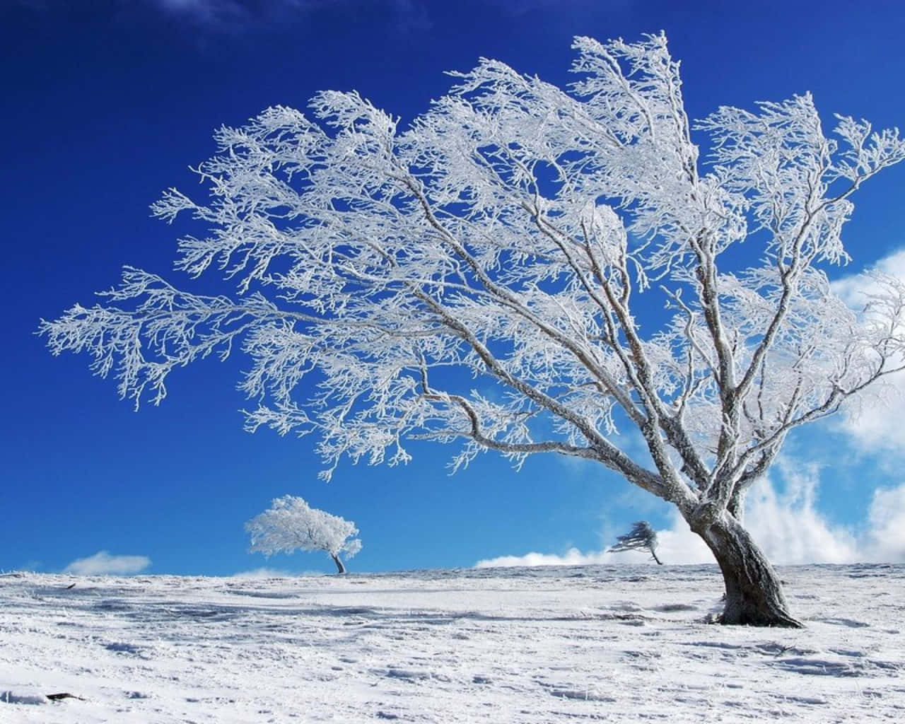 Winter Snow Desktop, frost-covered tree, vivid blue sky, HD Desktop Wallpaper