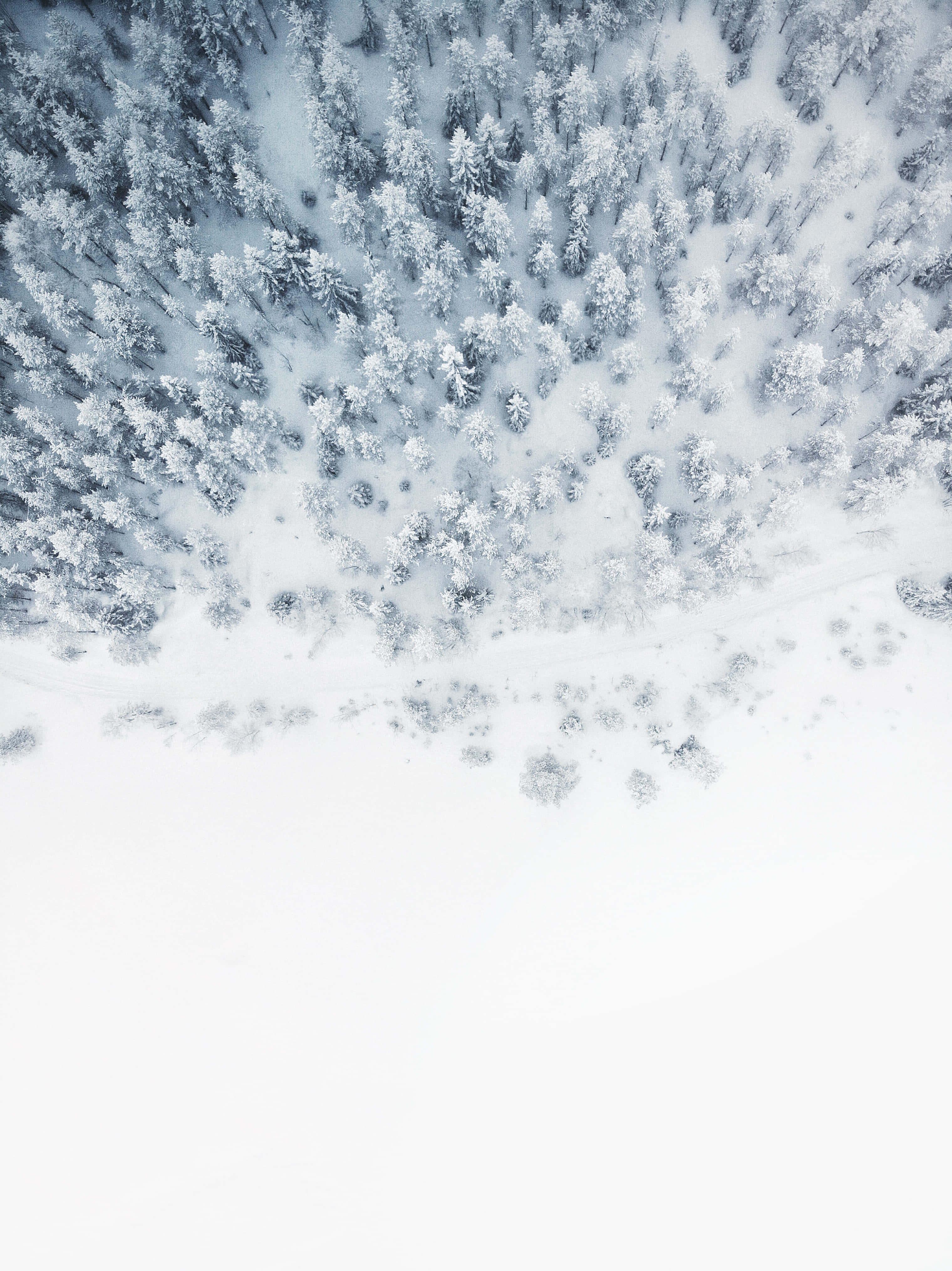winter snow desktop, 3040 x 4056, snow-covered pine trees, 4K Phone Wallpaper