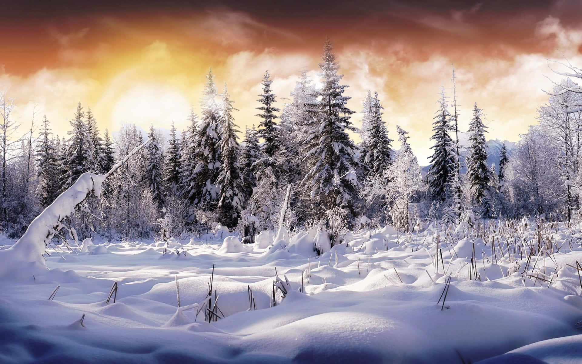 Winter Snow Desktop, Sunset, snow-covered pine forest, Full HD Desktop Wallpaper