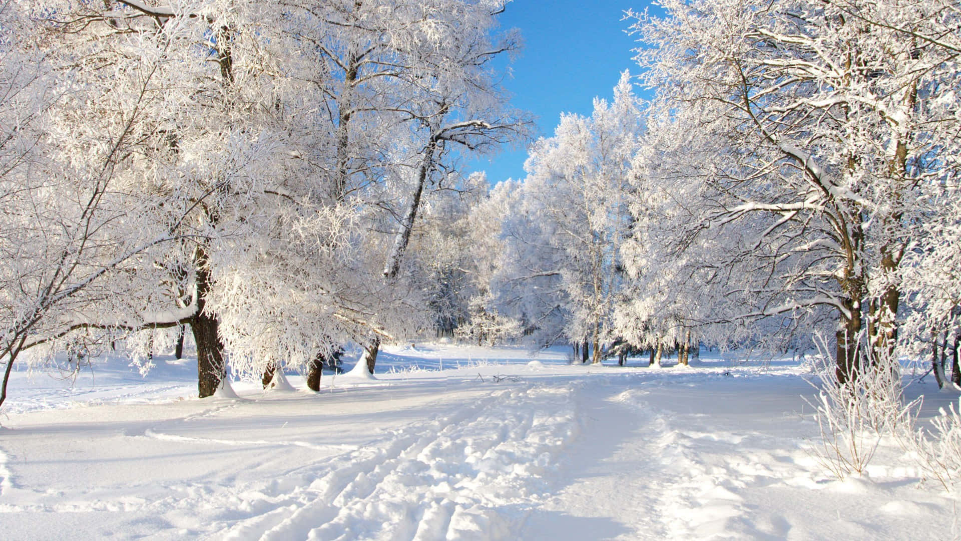 winter snow desktop, winter forest, snow-covered trees, Full HD Desktop Wallpaper