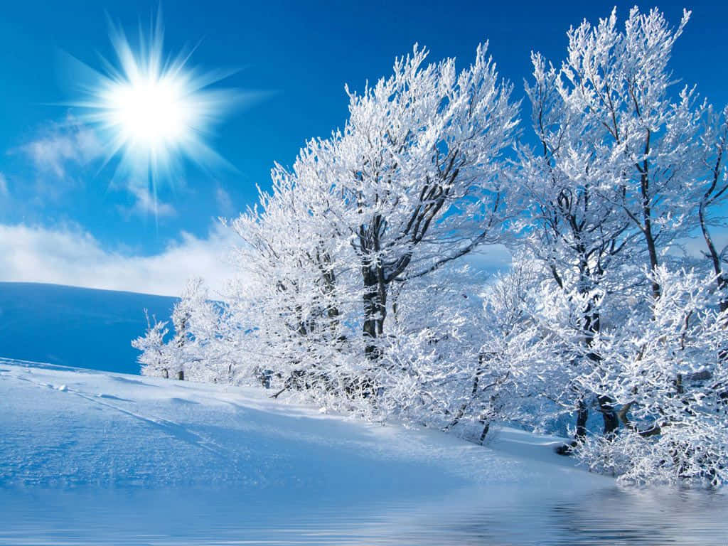 snow-covered tree, bright sun, vivid blue sky, SD Desktop Wallpaper