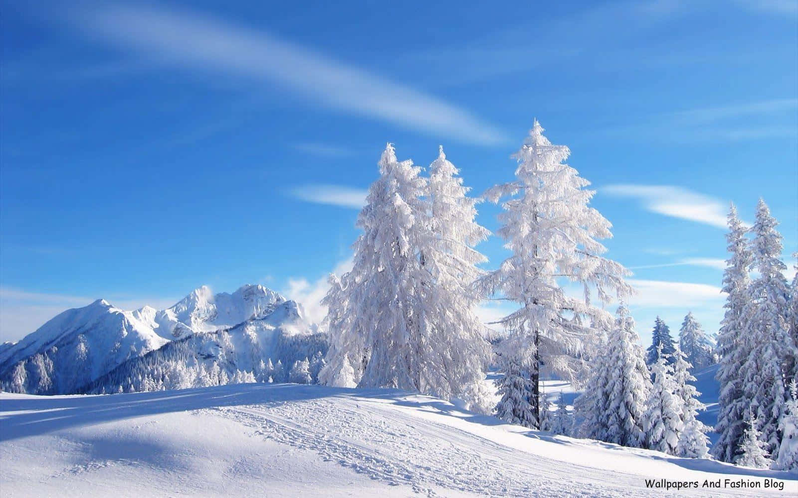 winter snow desktop, snow-covered pine trees, crisp blue sky, HD Desktop Wallpaper