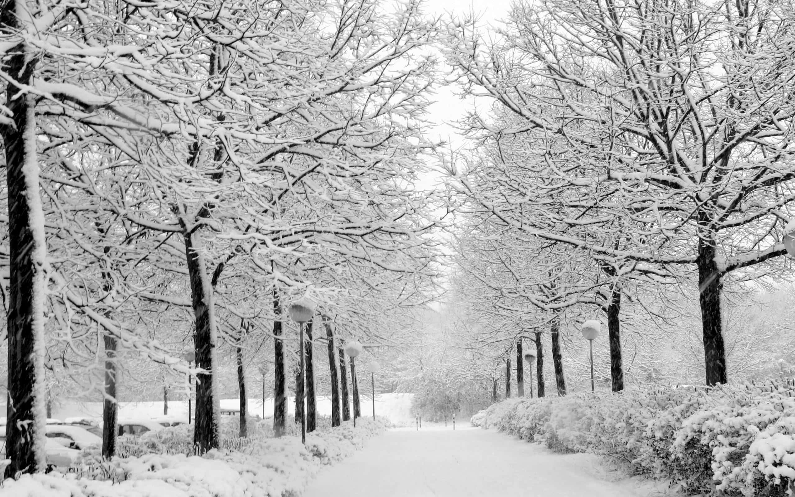 Winter Snow Desktop, snow-covered park pathway, bare trees, 2K Desktop Wallpaper