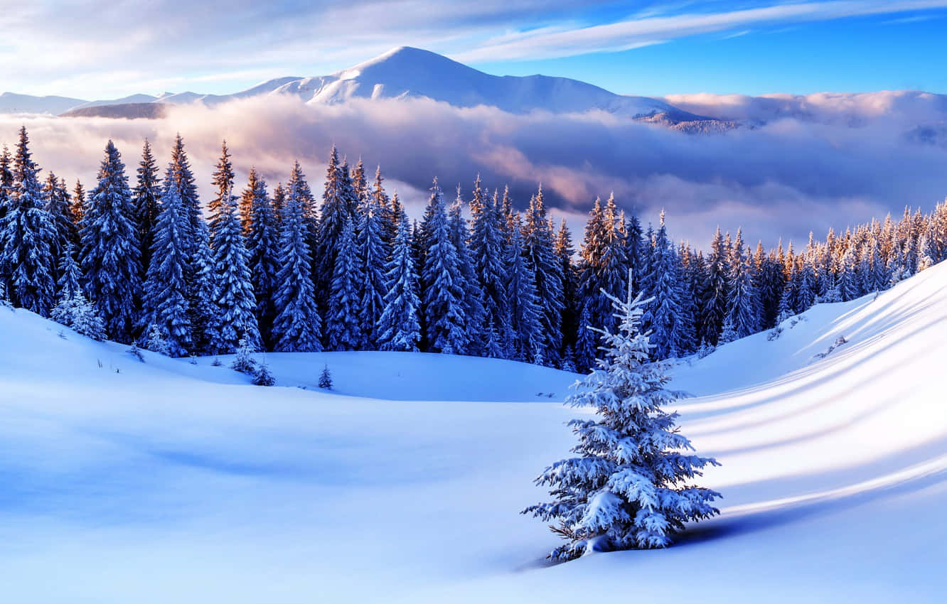 winter snow desktop, evergreens, bright blue sky, HD Desktop Wallpaper