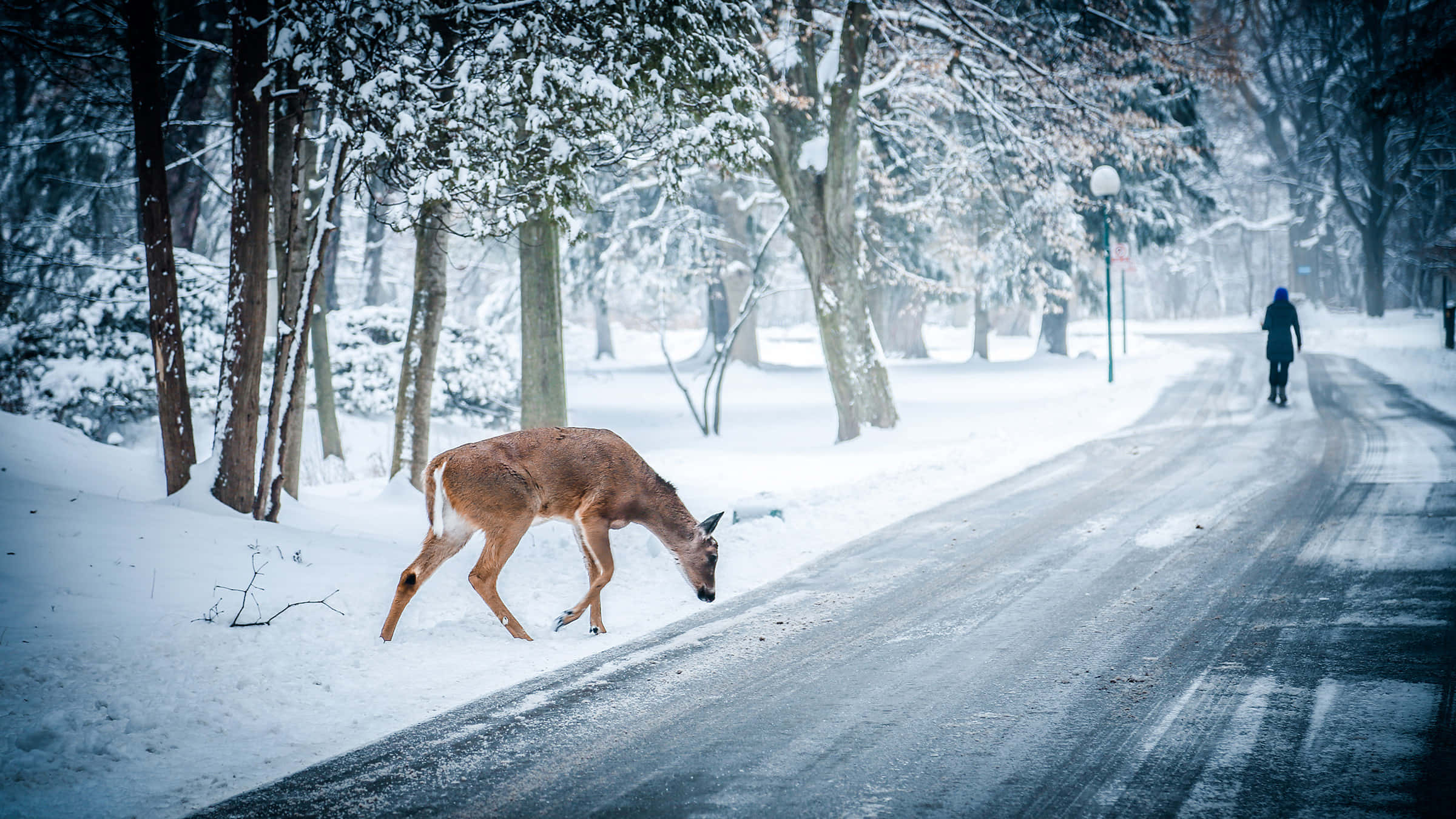winter scenery, deer, snow-dusted roadside, Full HD Desktop Wallpaper