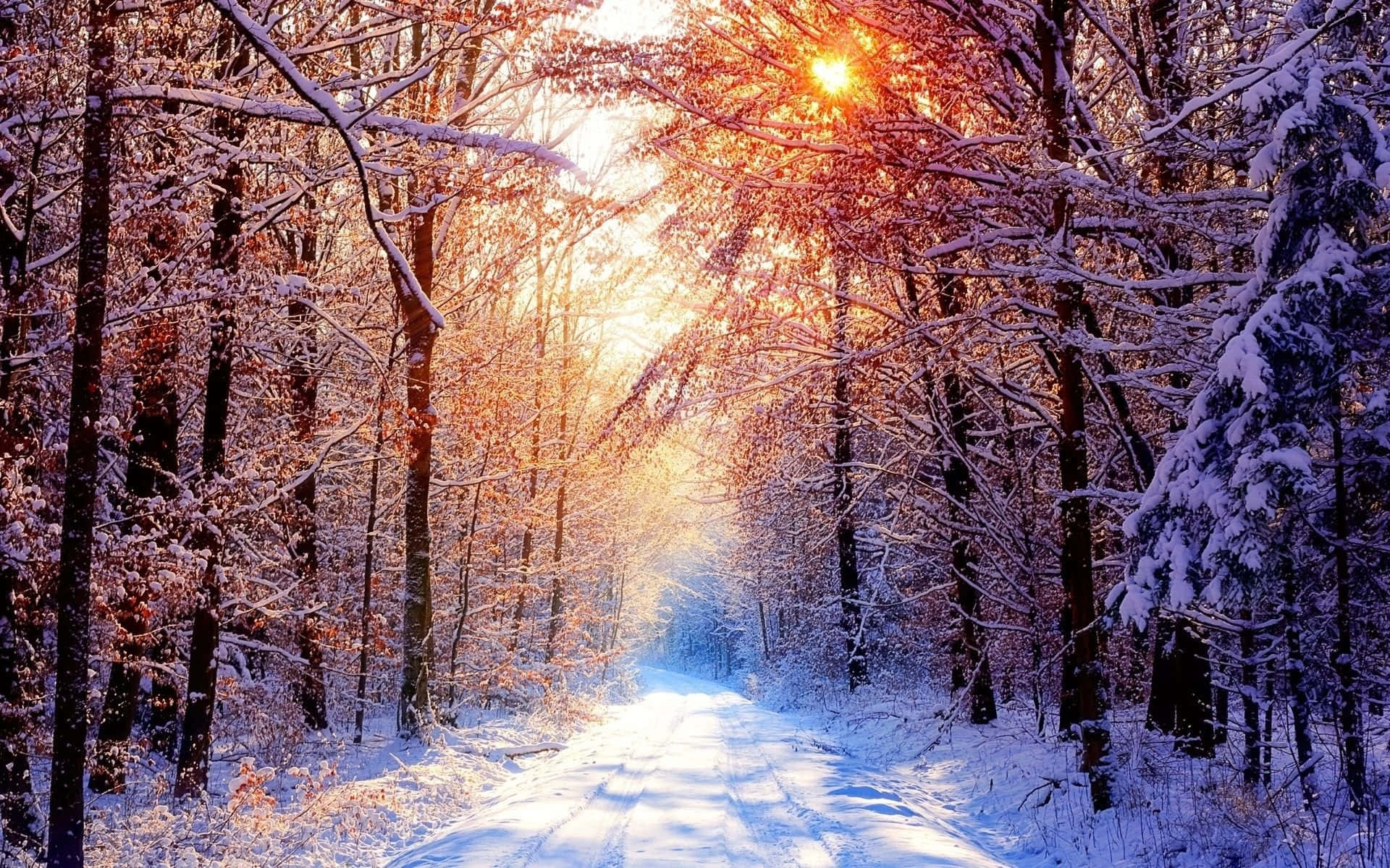 Winter Solstice, snowy forest path, golden sunset light, Full HD Desktop Wallpaper