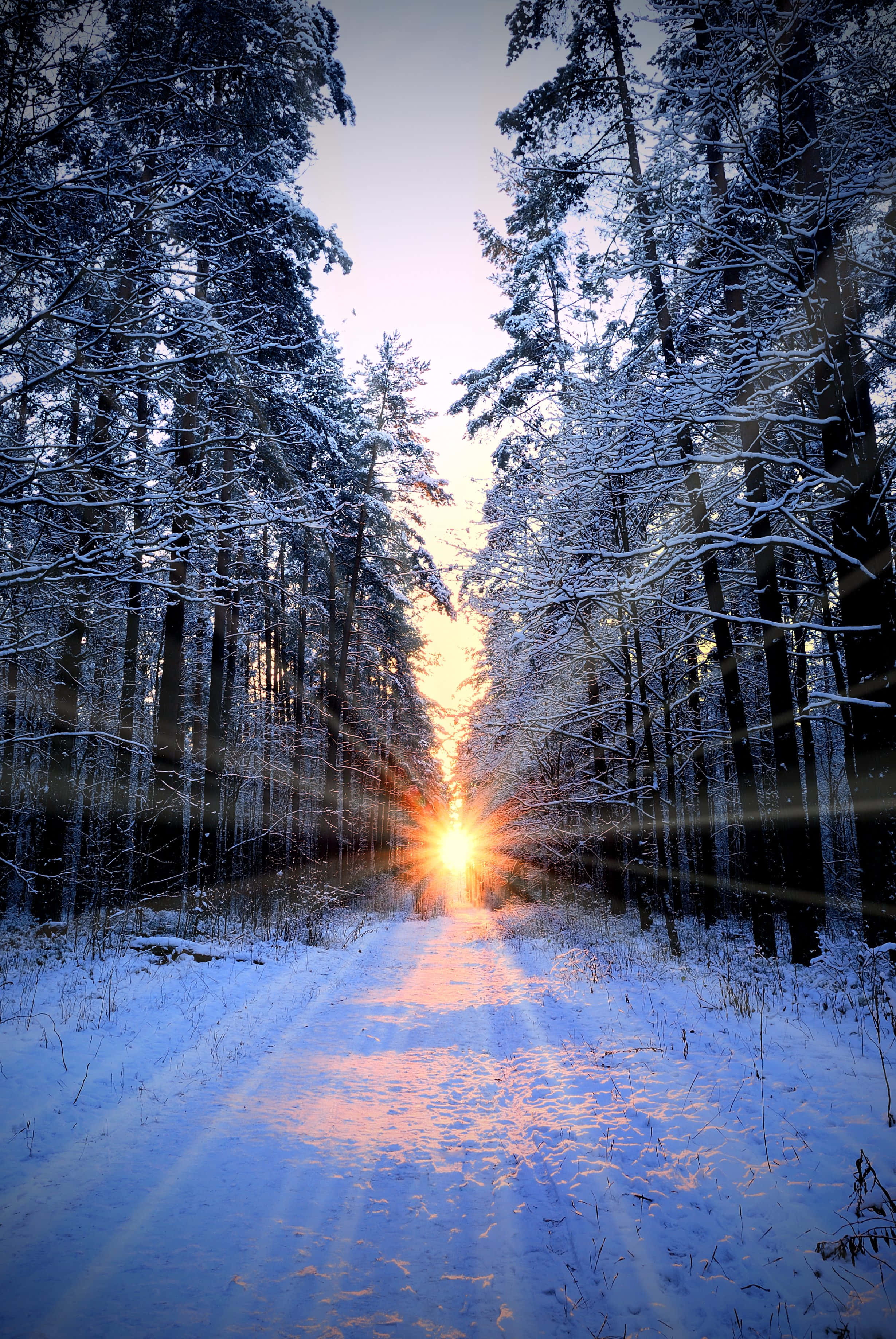Winter Solstice, sunburst, snow-dusted pine trees, 2K Phone Wallpaper
