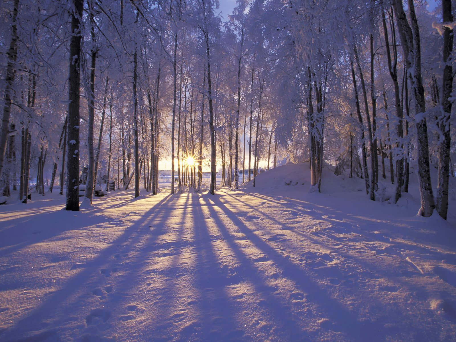 Winter Solstice, golden shadows, snow-laden trees, HD Desktop Wallpaper