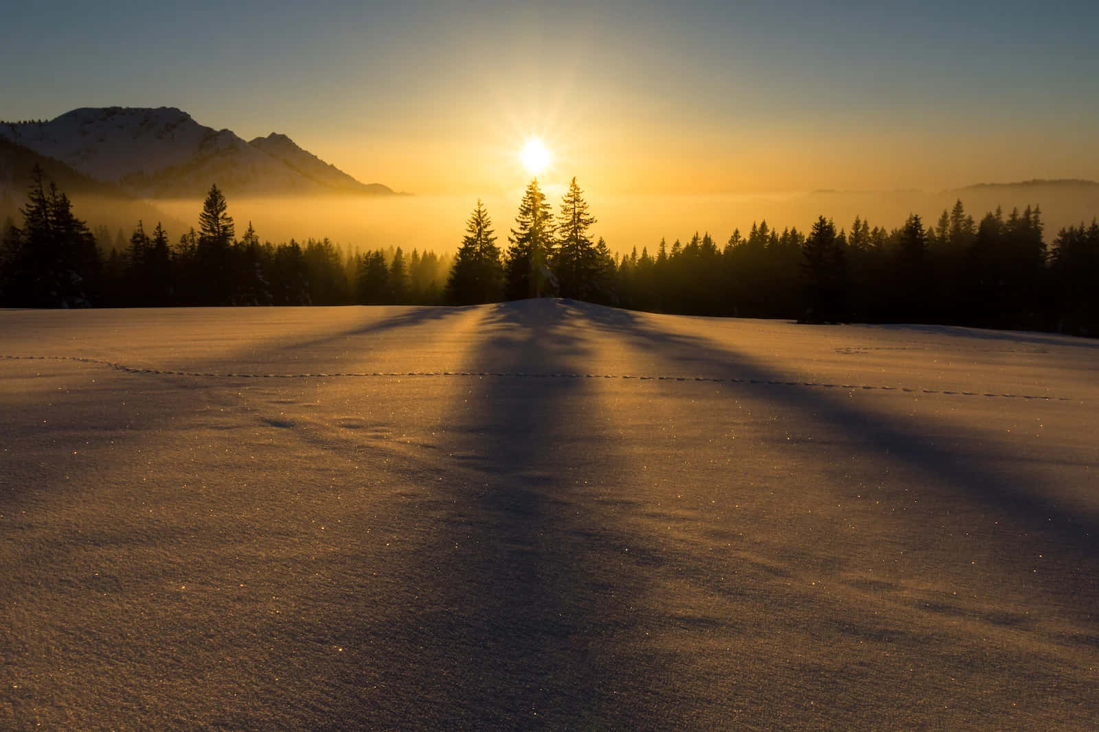 Winter Solstice, snowfield, evergreen trees, HD Desktop Wallpaper
