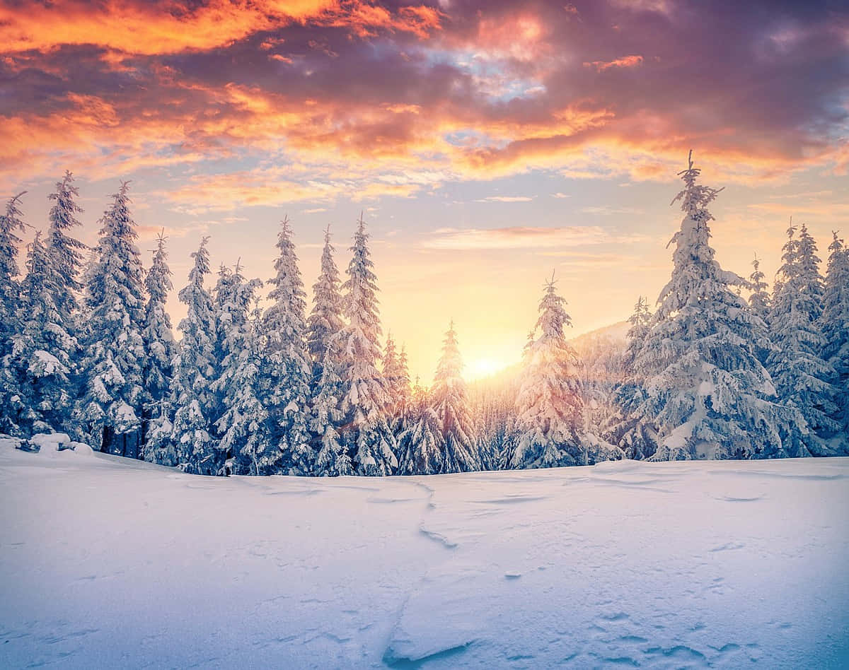 Winter Solstice, sunset, snowy pine trees, SD Desktop Wallpaper