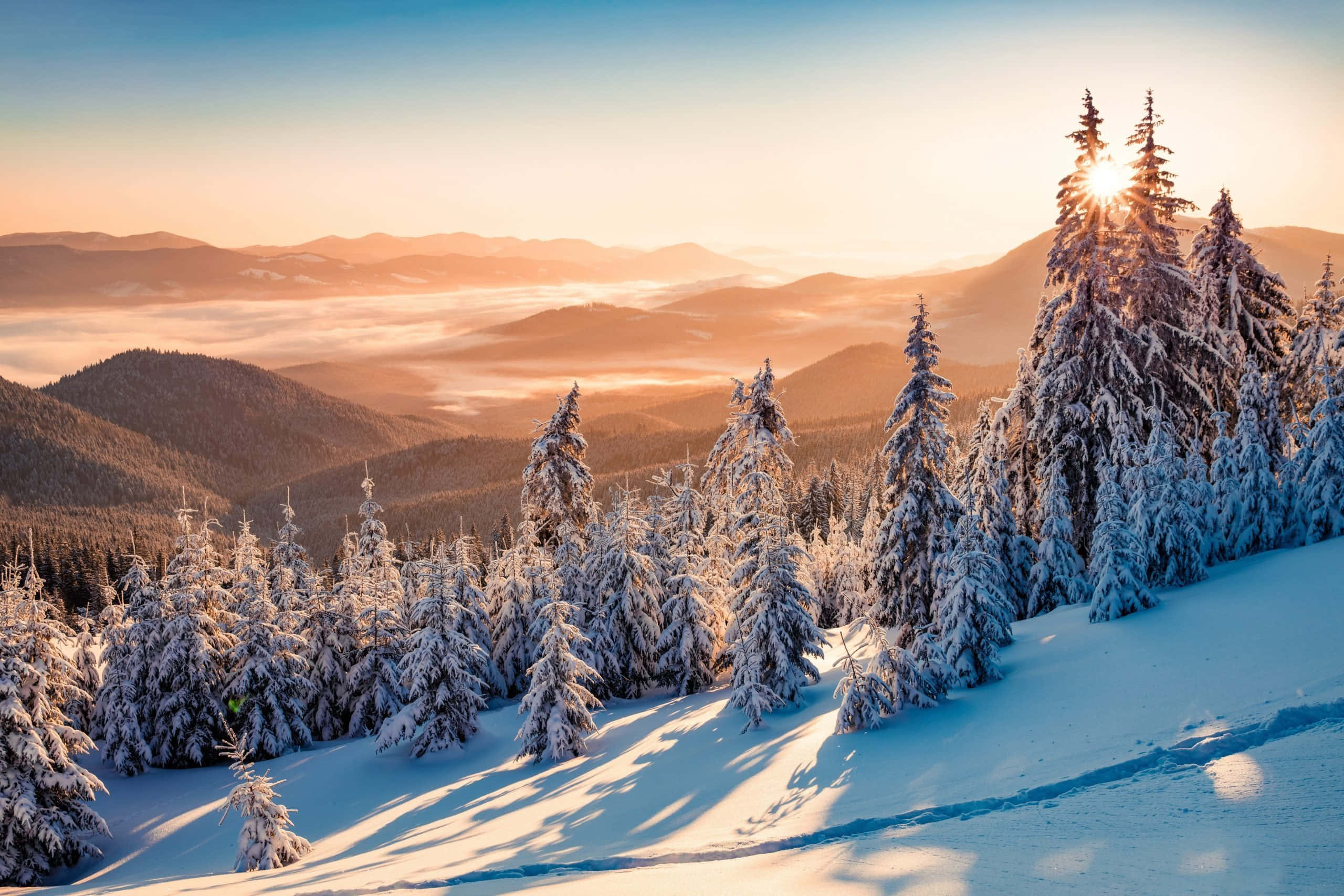 Winter Solstice, sunrise, snow-covered pine trees, 2K Desktop Wallpaper