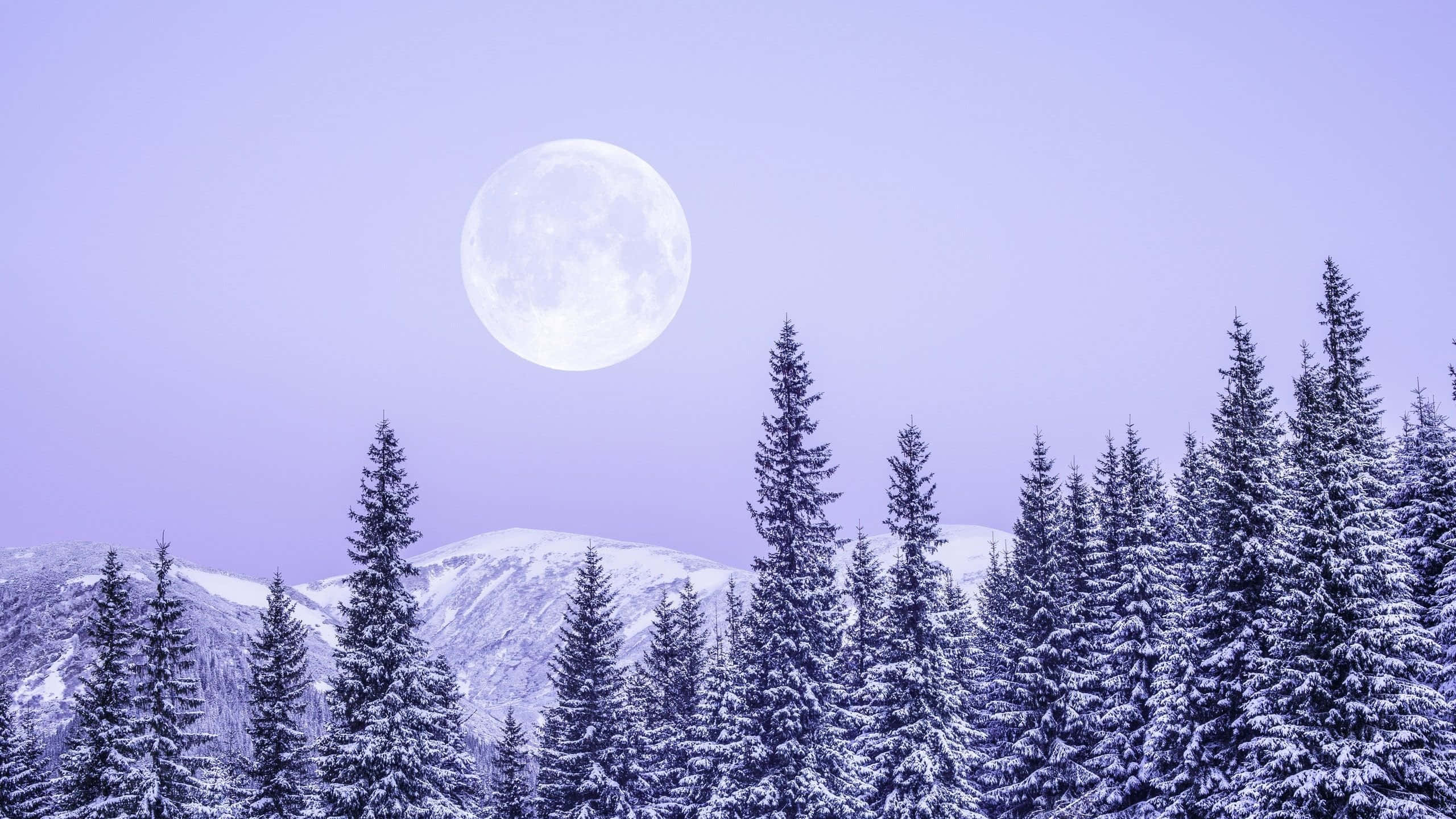 Winter Solstice, full moon, snow-covered pine trees, 2K Desktop Wallpaper