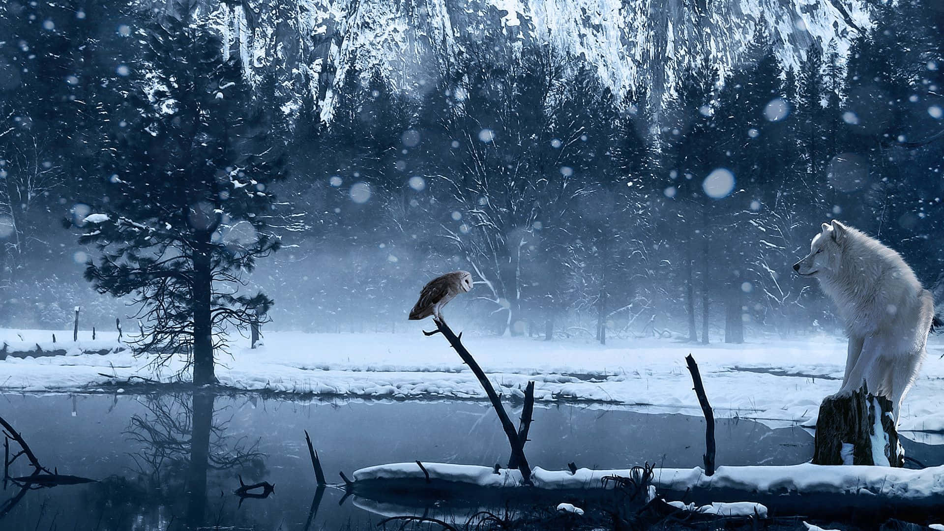 Winter Solstice, white wolf, owl, Full HD Desktop Wallpaper