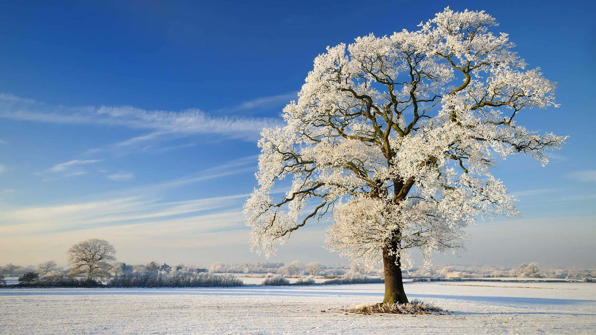 Winter Solstice, 1920 x 1080, frost-covered tree, Full HD Desktop Wallpaper