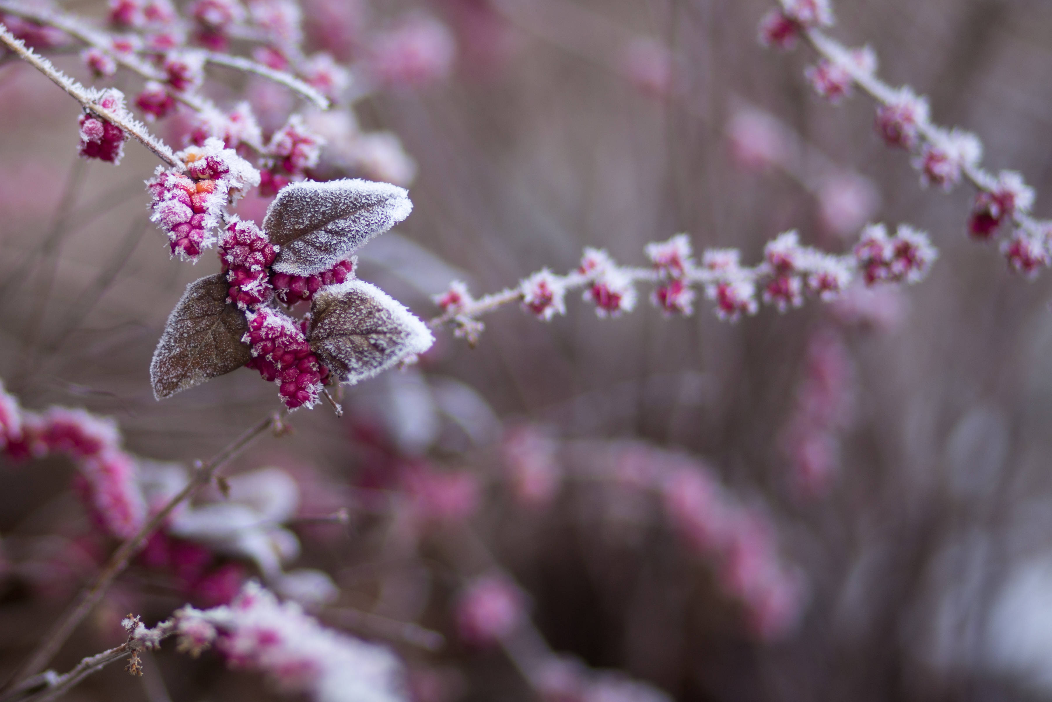 Crisp Winter Morning, frost, vibrant pink berries, 2K Desktop Wallpaper