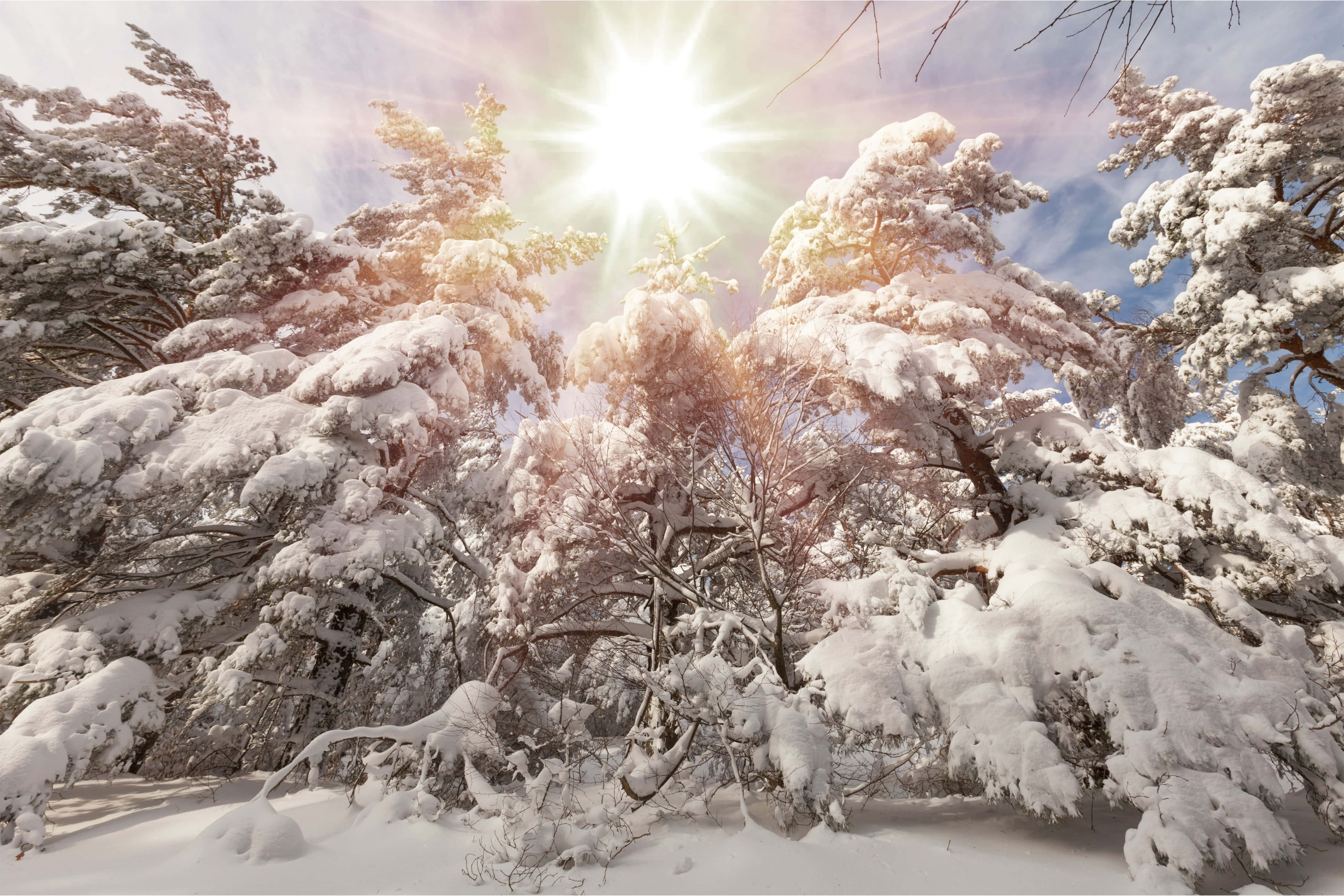Winter Solstice, sunburst, snow-laden evergreen branches, 4K Desktop Wallpaper